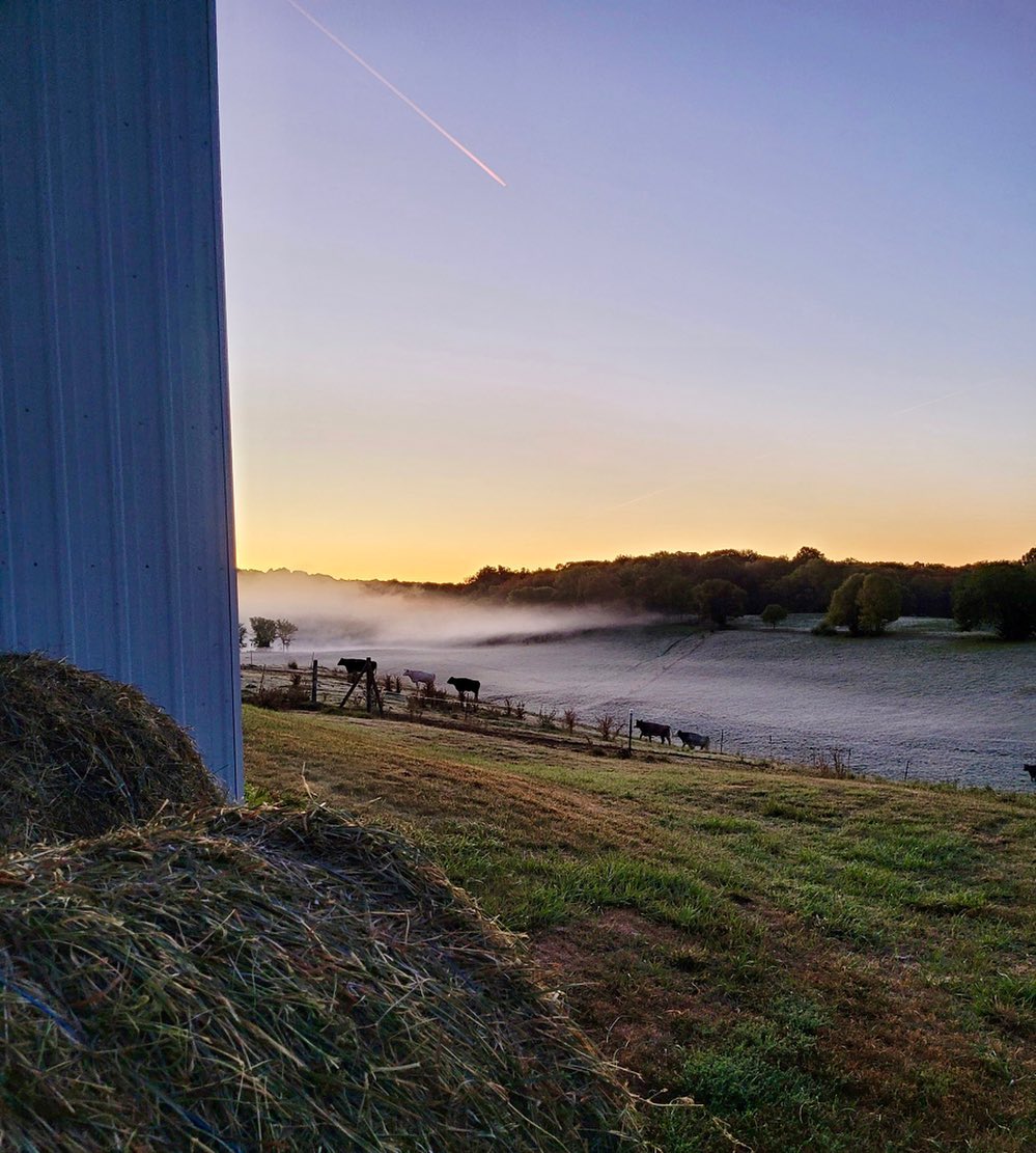 Mr. Darcy had a long night yesterday raking and baling hay. After a couple trips into the house for chocolate chips (sustenance is essential while working) he finally ate a brat about 10 pm.
Sometimes we wonder why we do it, then we see life being all beautiful. Serving as a part of the ecosystem has meaning.
#smallbusiness #farmlife #localbeef #sunrise #mist #fall #cow