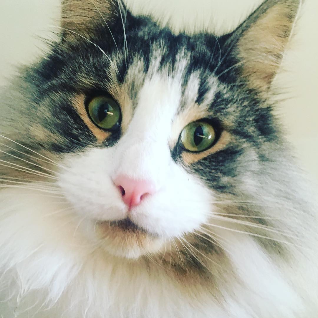 Such a handsome boy! ❤️Lucky❤️
.
.
.
.
#cat #catsofinstagram #catsofbrisbane #norwegianforestcat
#furry #cute #chasingtailsbrisbane