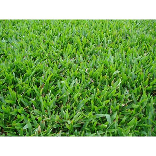 Características: Boa coloração no inverno e boa densidade quando bem mantida.
Recomentado: Jardins residenciais e comerciais.
Resistência a seca: Média.
Coloração no Inverno: Excelente.
Resistência ao Pisoteio: Baixa.