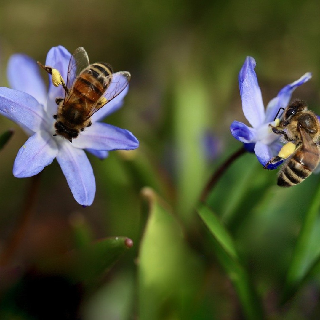🐝🌍 Die Bienenkugel – Ein Zuhause für deine Bienen! 🌼✨
Die Bienenkugel ist ein innovativer Bienenstock, der den natürlichen Lebensraum der Bienen nachahmt. Durch ihre runde Form bietet sie optimale Bedingungen, um die Bienen gesund und glücklich zu halten. 🌳🏠
🌸 Warum die Bienenkugel?
Naturnahes Wabenbauen für gesunde Bienenvölker
Perfekte Temperaturregulierung im Sommer und Winter ❄️🔥
Unterstützt das natürliche Hygieneverhalten der Bienen 🐝🧼
Mit der Bienenkugel leistest du einen wichtigen Beitrag zum Schutz der Bienen und förderst ihre natürliche Lebensweise. Einfach imkern, nachhaltig handeln und die Bienen lieben! 💛🐝
#Bienenkugel #Bienenschutz #NatürlicheBienenhaltung #Bienenliebe #RettetDieBienen #ImkerTipps #BienenFreunde #Bienenwohl