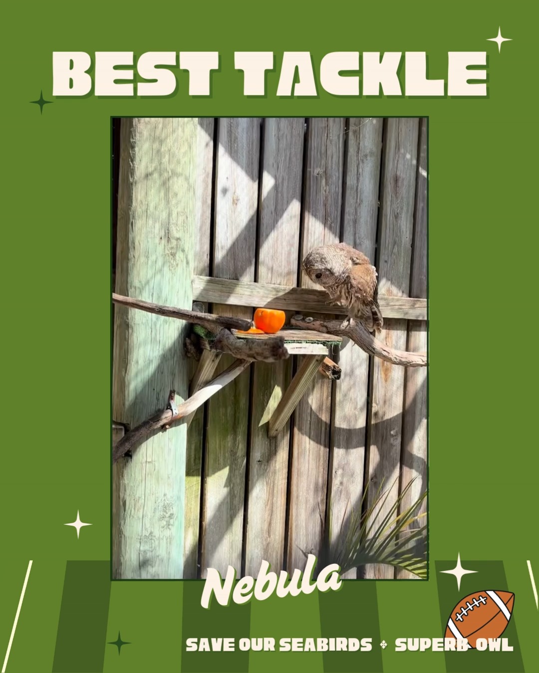 🦉 DAY 2 IS HERE – LET’S GET ROWDY! 🦉
Superb Owl continues with today’s showdown: Best Tackle 💪
Our owls are bringing the heat! Hoo's got that linebacker move that could stop you mid-flight? Drop your vote in the comments - the owl with the most love wins the category!
MVP reveal lands February 6, so keep those reactions coming across all categories!
Quick Recap:
Day 1: Best Defense = Wanda
Want to meet our superb owls? We're open daily from 10am–5pm - and admission is totally free!