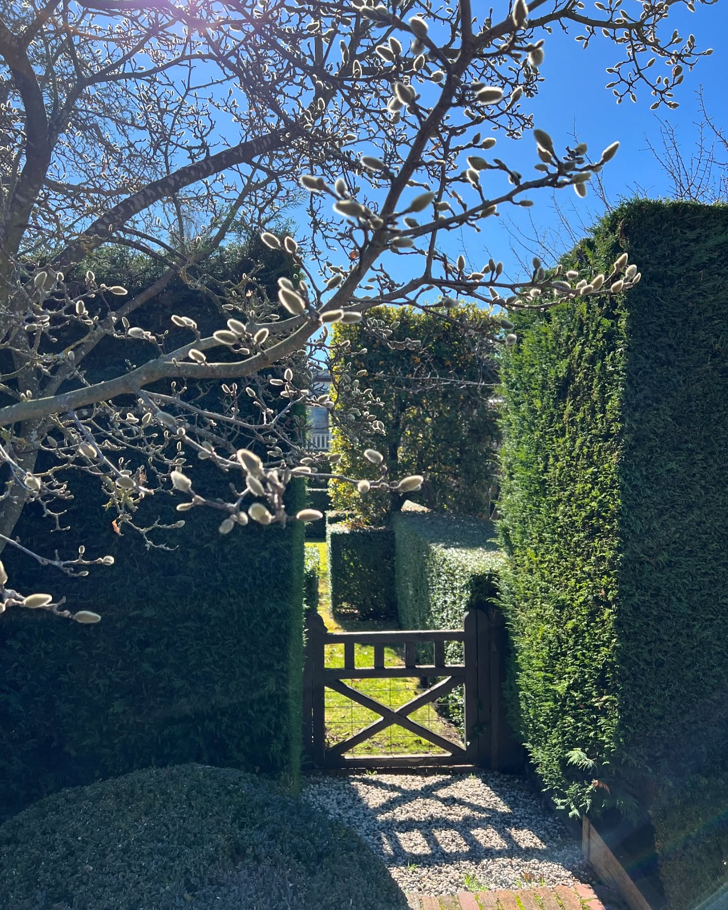 At a guess I’d say our Magnolia is still seven weeks away from flowering; now’s the time to book if you want to witness it in person!
Booking enquiries may be made via our website or @airbnb
“Yes, there will be growth in the Spring”, Chauncey Gardiner
@visitmacedonranges
@daylesfordmacedonranges
@piperstkyneton
@nationaltrustvic
@businesskyneton
#macedonrangesaccommmodationassociation
#kyneton
#visitkyneton
#kynetonaccommodation
#oldrectory
#oldrectorygarden
#hedges
#gardenforrent
#magnolia
#kynetonweddingaccommodation
#winter
#gardengate
#wintersunshine
#chaunceygardiner
#luxuryheritageaccommodation
#australiancolonialarchitecture