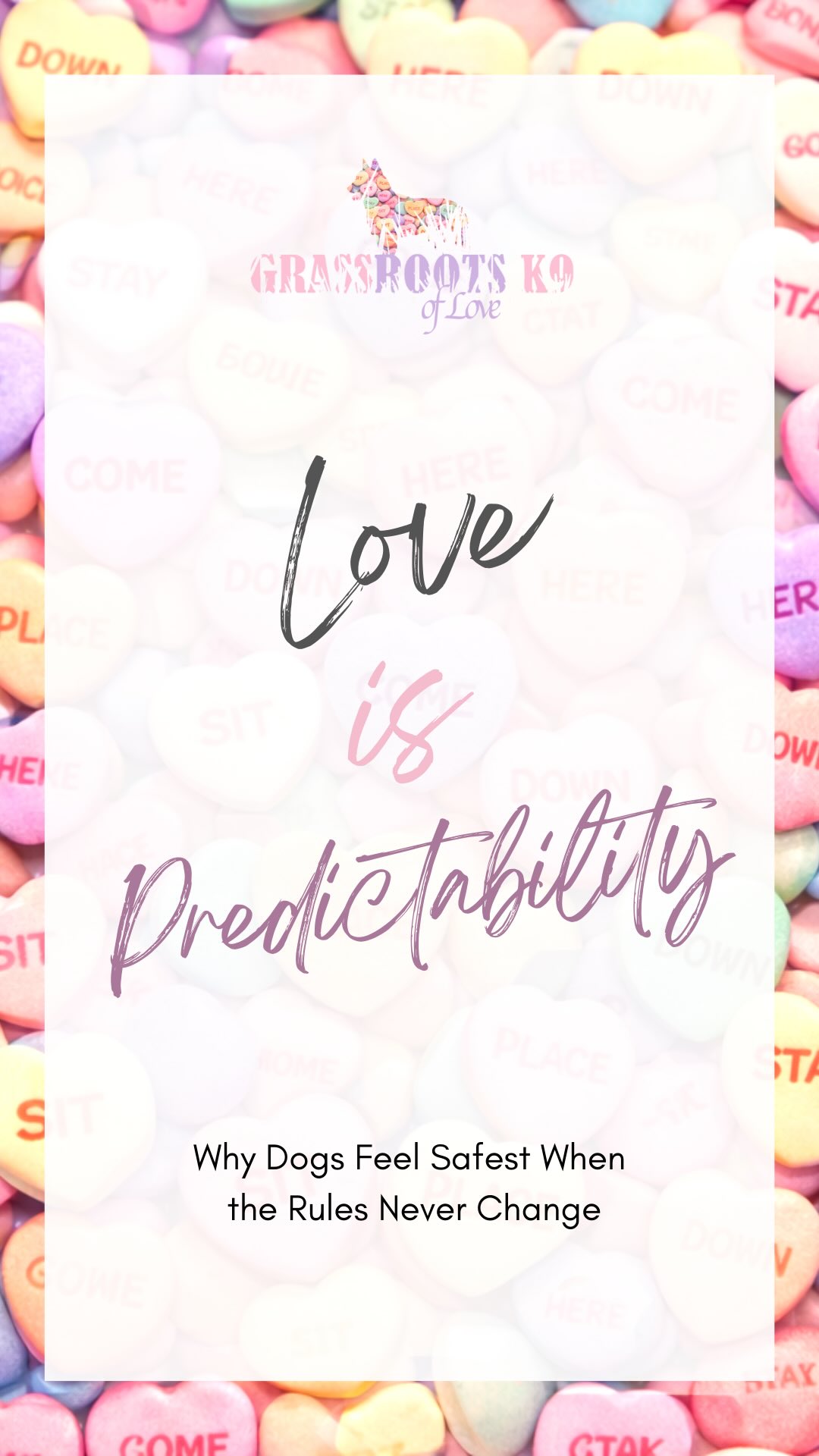 Love isn’t inconsistency.
Love is predictability.
Dogs feel safest when the rules don’t change.
Clear expectations, fair follow-through, and consistent structure create calm, confident dogs who trust their handlers.
When your dog knows what’s expected, they don’t have to guess — and that’s where real confidence comes from.
👉 We dive deeper into this on our blog.
Head to the link in our bio to read more on why predictability matters and how it impacts your dog’s behavior long-term.
#LoveIsPredictability #DogTrainingDoneRight #ClearRulesCalmDogs #GrassrootsK9 #DogTrainingPhilosophy BalancedTraining
