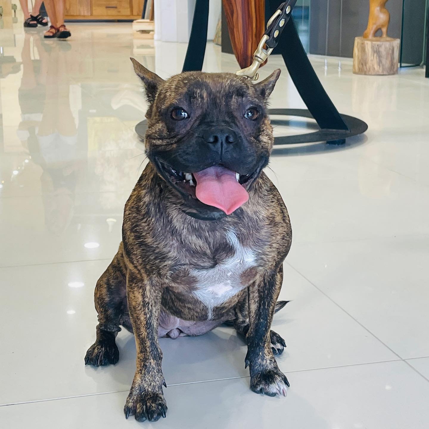 This little Elsie had her first gallery visit today 😍 🐶 🖼