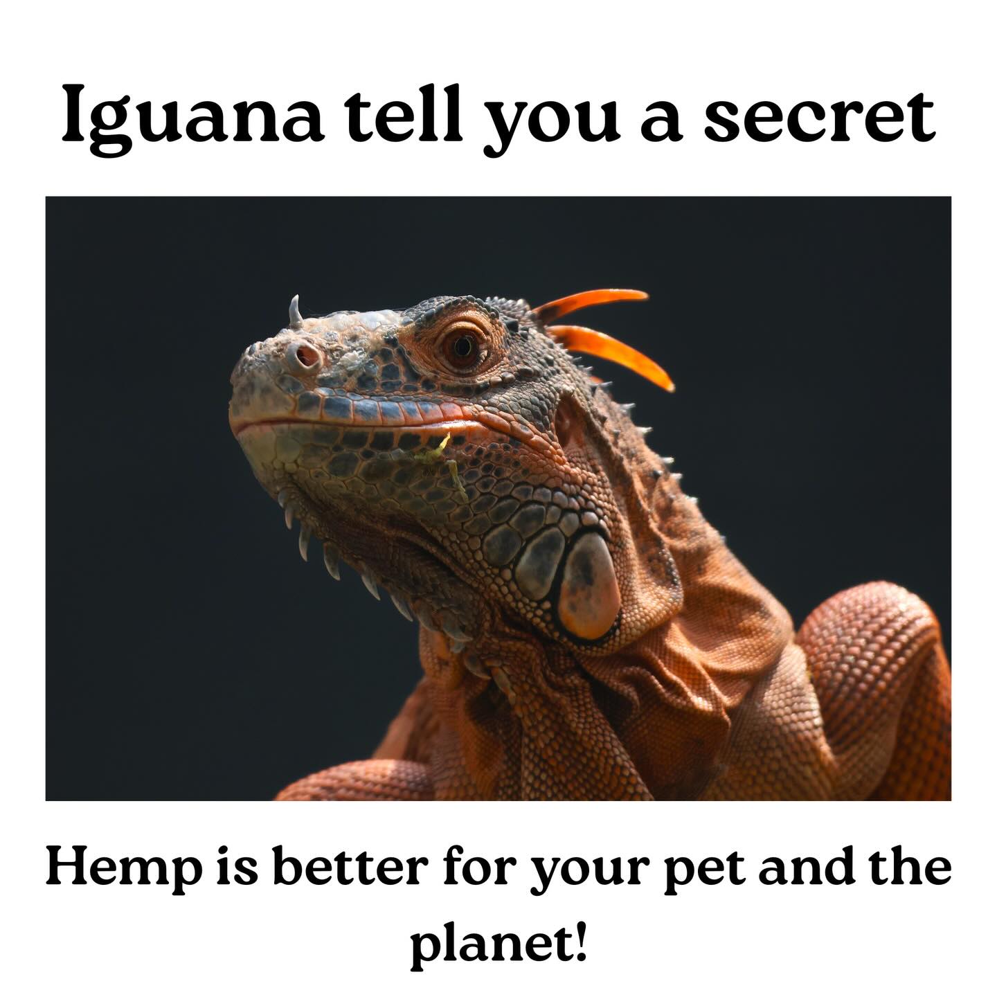 Did you know a field of hemp absorbs more Co2 than a forest of trees? It also improves soil health and cleans toxins from the ground.
That’s why we say Happy Pet, Happy Planet ! It’s better for both than any other type of animal bedding. If you haven’t switched to hemp, what are you waiting for !
Legacy Fibers Hemp Animal Bedding is available in 41 stores across Alberta and counting ! Try it today !
Available at your local UFA store
As well as:
Calgary:
North forty feeds @northfortyfeed
Lone star tack and feed @lonestartack
Red Deer:
Hashbrowns @hashbrowns.homestead.supplies
Stettler:
Stettler auction mart
Home Hardware (coming soon)
Wainwright:
Ropin’ and Ranch supply @ropinandranch
Coronation:
Ramsey’s stockman center
Home Hardware (coming soon)
Castor:
Home Hardware (coming soon)
or contact us for pallet orders !
#switchtohemp #hempanimalbedding #hempfarming #smallanimalowners