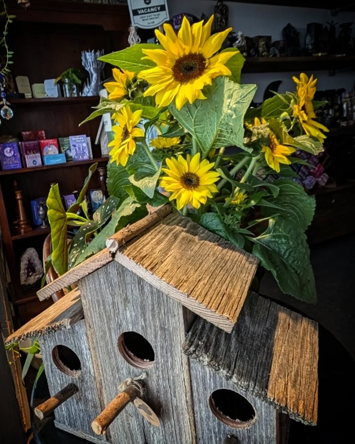 Everyone is loving the sunflowers this week! 🌻
Pop in for a fresh plant restock & the sweetest little birdhouses, made less than 5 minutes up the road 🥰🐦⬛