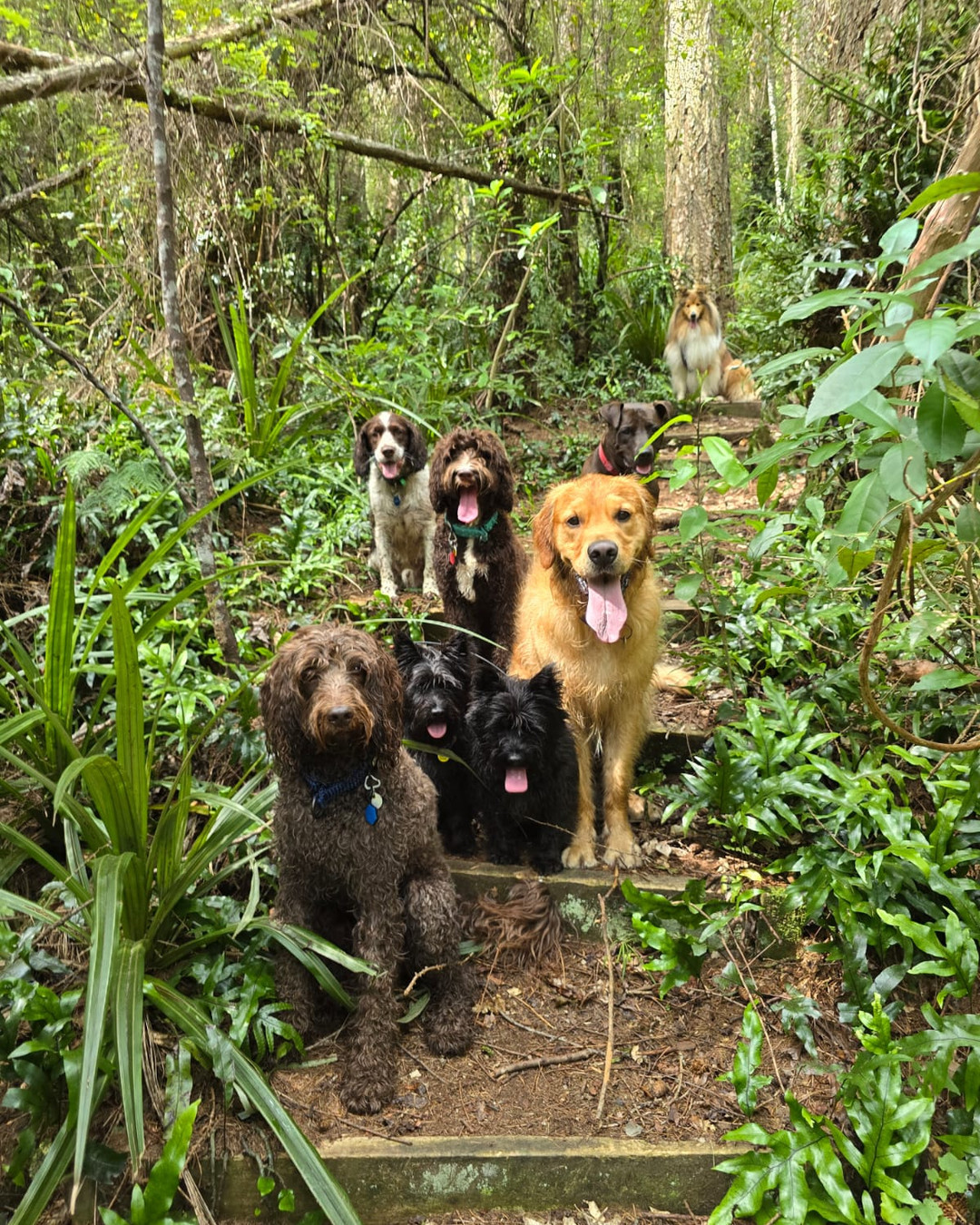 🐾 Join our pack walks and watch your pup become a social butterfly! 🐶✨ Don't let FOMO get the best of them! Let's walk, bark, and play together. 🌳 #PackWalks #SocialPup #HappyDog