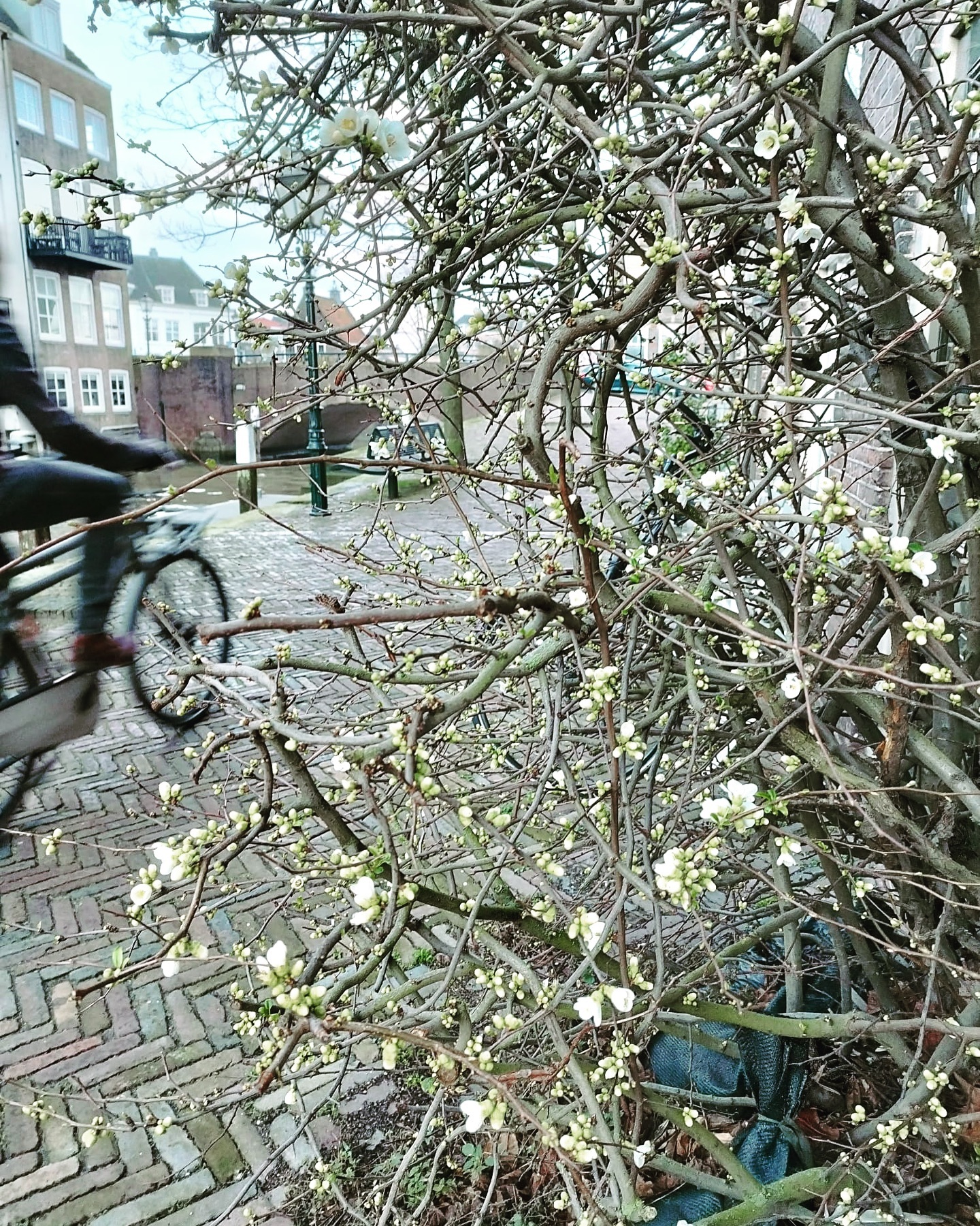Early bloom in Dordrecht 🌷 courtesy of @rosegarden.dordrecht
