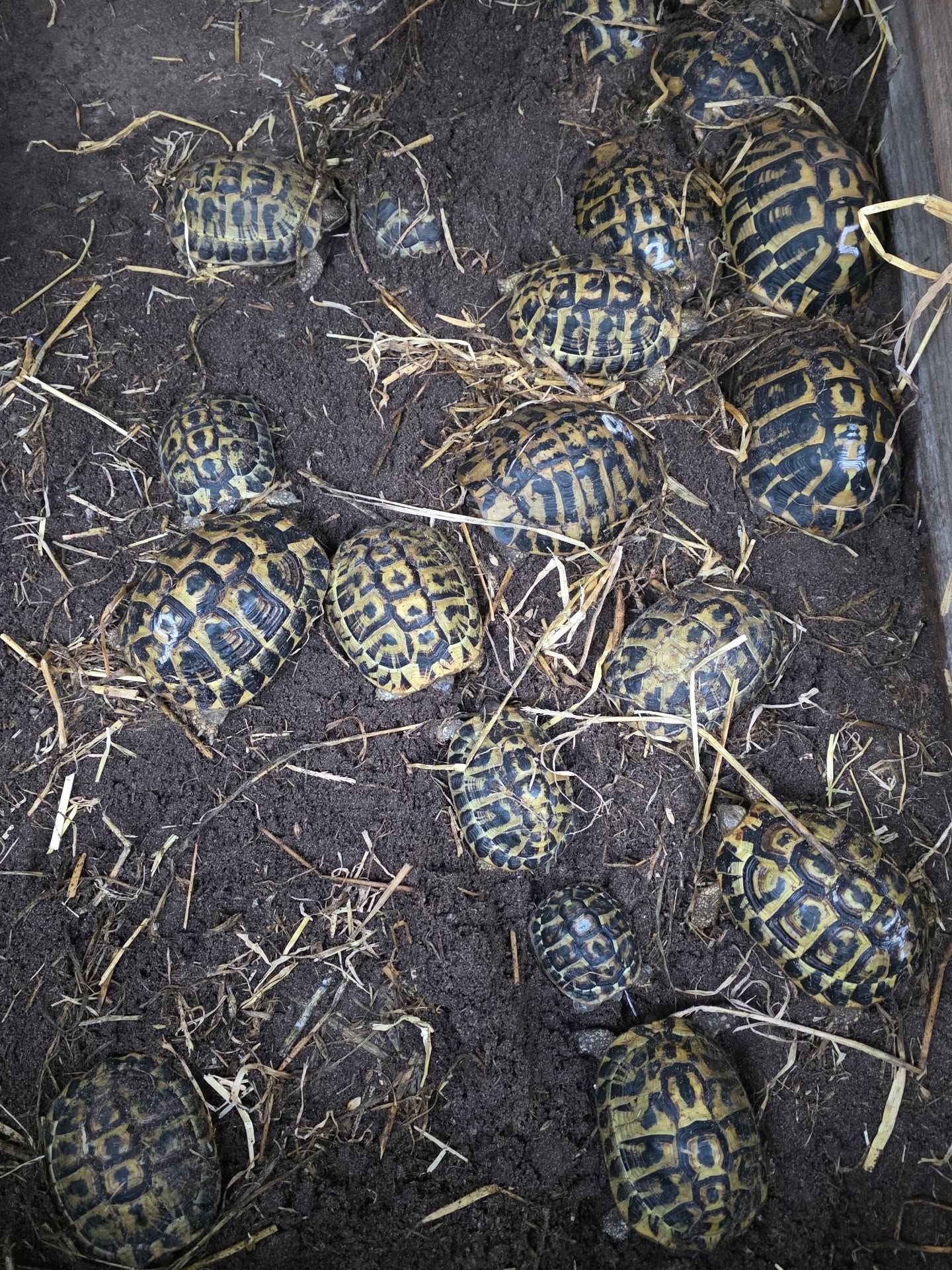 A quick check-in with our brumators! 🐢 50+ tortoise. All doing great! 👍 Not long until they wake up for the 2026 season! 🗓️
We are now prepping their setups #Reptiles #Brumation #spring #Animals #tortoise