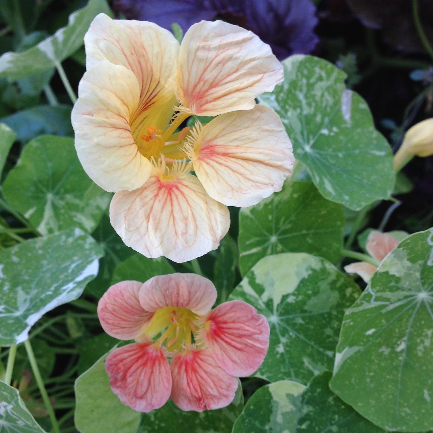 Nasturtium are peppery in taste when you add petals or leaves to a fresh dish. Large leaves also make a tasty wrap for finger food. In the garden they add colour and interest with the round shape of their leaves. They can also attract aphids away from other plants in your garden making them a great companion plant.