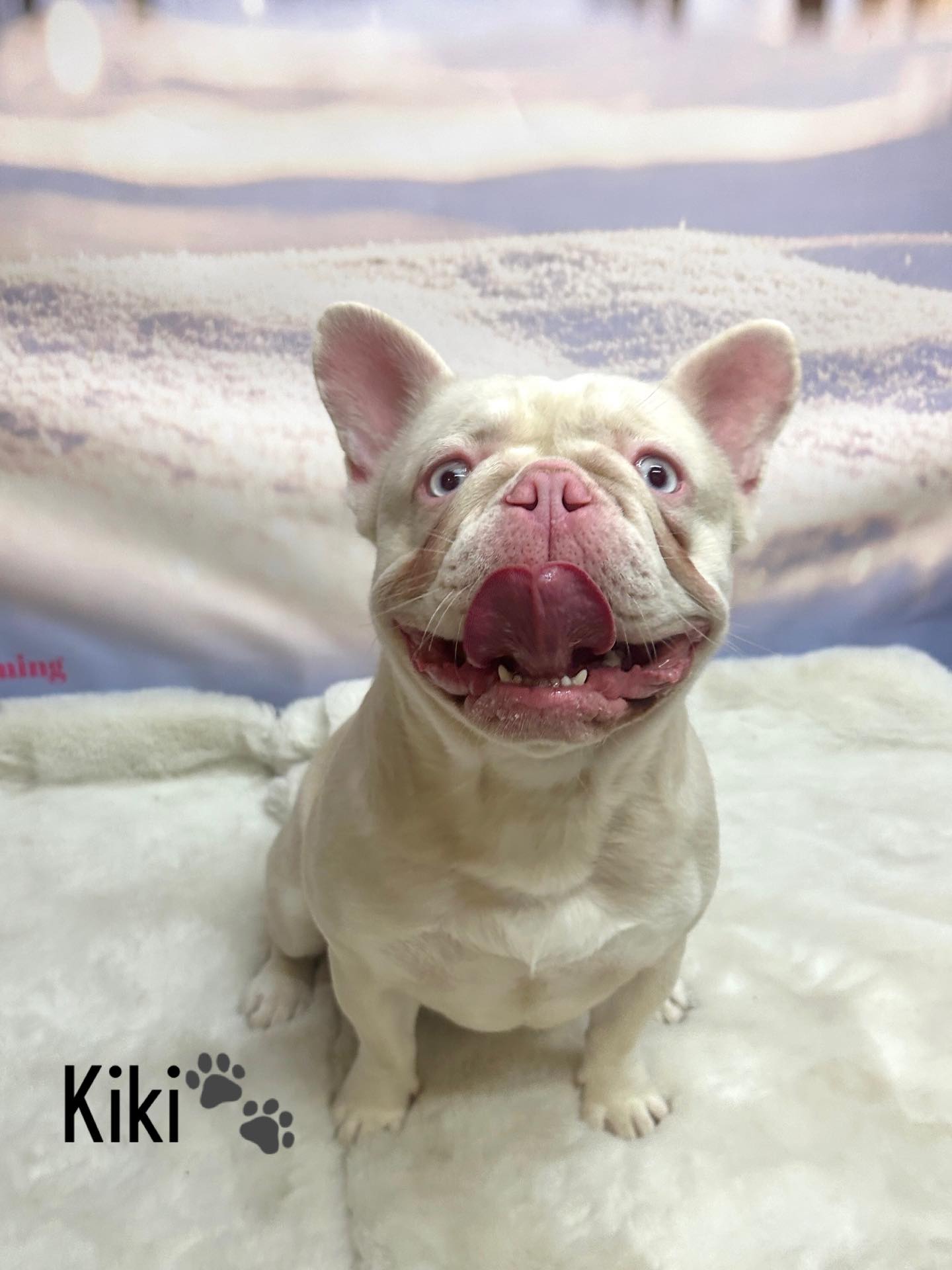 30/01/26 Working with these charming pups was a pleasure and we're excited to see them again for their upcoming grooming appointment🐶🐾✨
#cute #frenchbulldog #foryou #doggroominglife🐾✂️