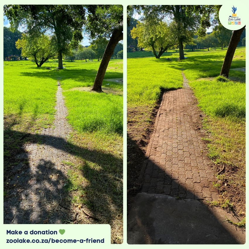 And we’re back! 🥳 This time we’re tackling the bridge and path at the upper wetland ponds off Princess of Wales Terrace.
Phase 1/4 done. ✅
Help us do even more of this kind of thing by becoming a friend 🤝 www.zoolake.co.za/become-a-friend