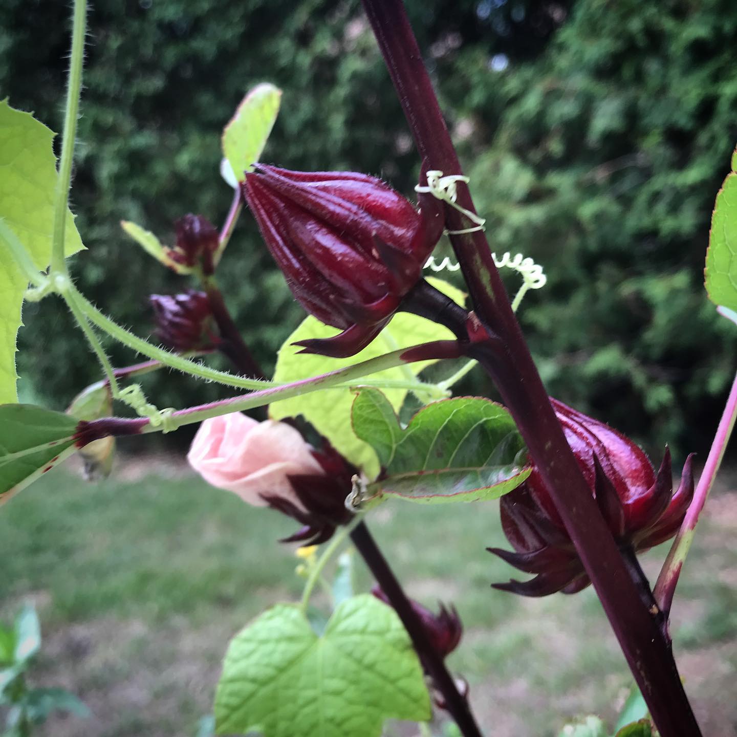 This is the first year I’ve successfully grown Roselle #hibiscussabdariffa from seed. It’s a pretty plant in the garden, making me wish I’d grown more of it. There’s always next year!