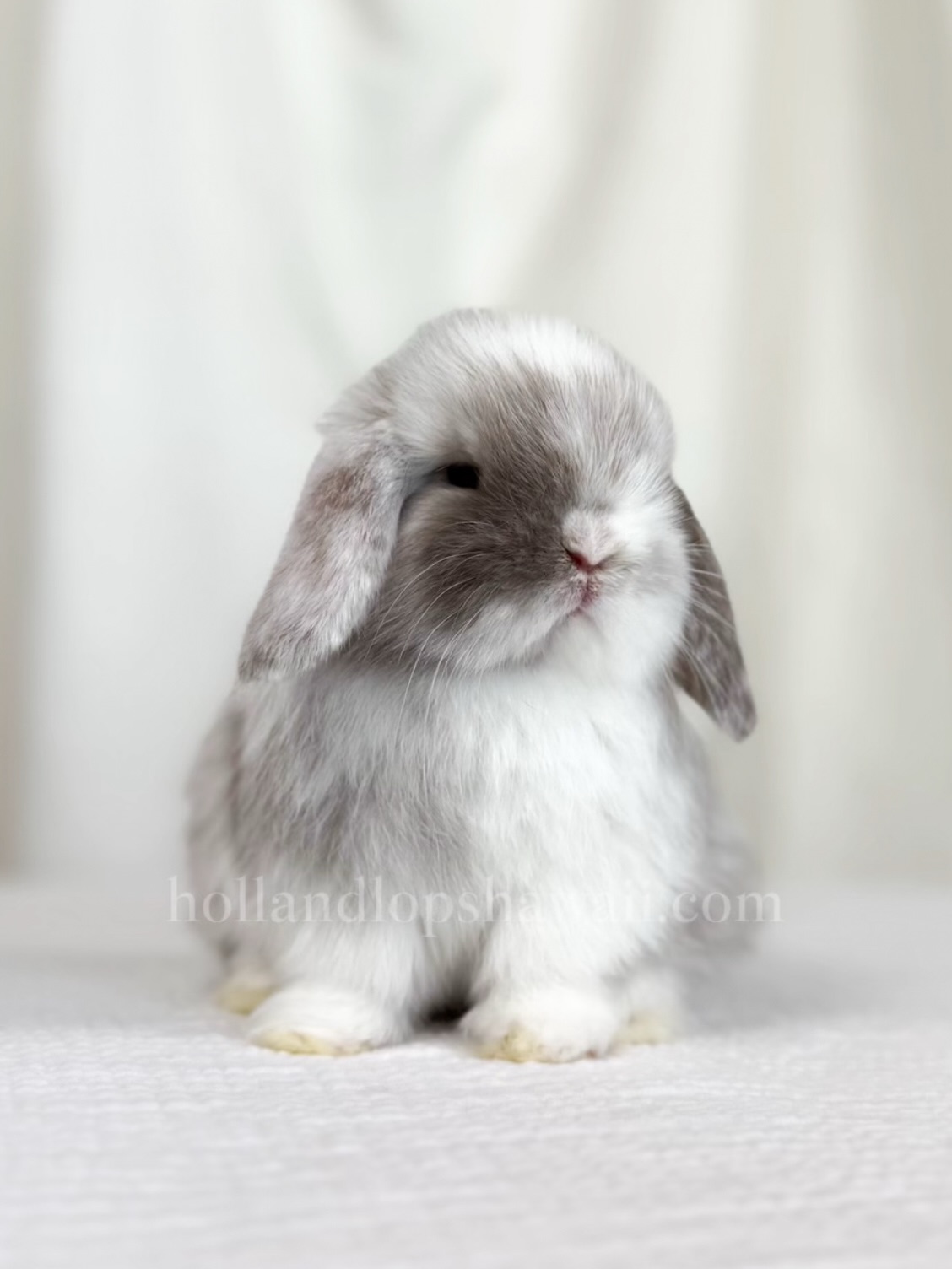 Chocolate Magpie Holland Lop from our upcoming litter, he’ll be available to reserve in a few weeks🤎
Visit our website www.hollandlopshawaii.com for more info.
#hollandlop #hawaii #oahu #luckywelivehawaii #hollandlopbreeder