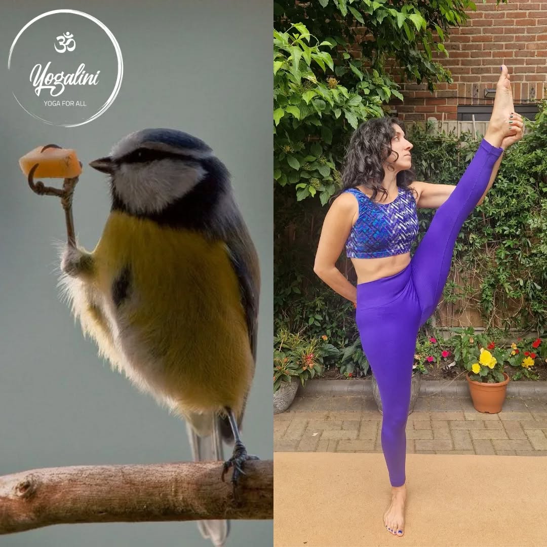 Another #fridayfun post (albeit a day late) featuring a beautiful blue tit inspecting their food 🐦
Fun fact about blue tits, aside from their name, they tend to live quite close to where they hatched - some even being discovered living in postboxes and street lamps!
Not only are they adorable, during these hot summer months they tend to feed on insects, whilst in the cooler winter months they also add seeds to their diet.
Hope you all have a lovely weekend 💜💙
#whodiditbest #bluetit #yogaforeveryone #yogaforallbodies #animalyoga #birdyoga #standingstretch #yogigirl #legstretch #movementismedicine