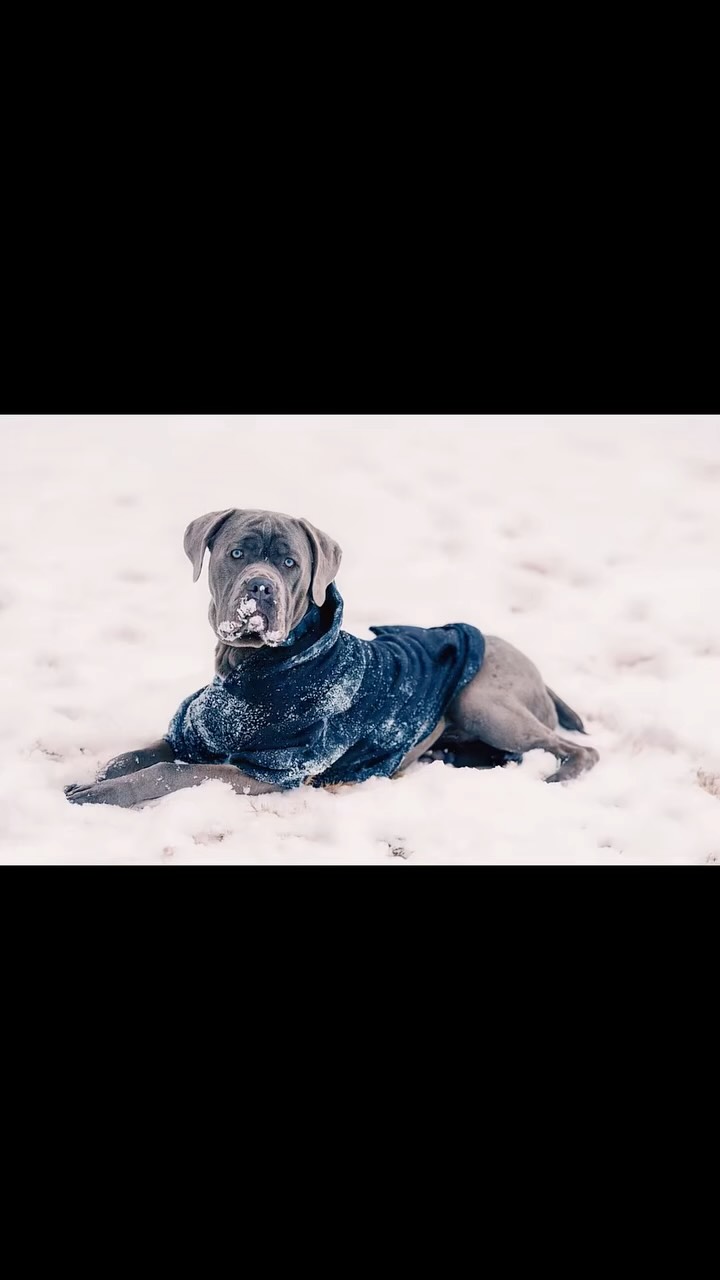 Thor & Brody proving snow days are better with your best bud ❄️🐾
Pure joy, flying paws, and zero chill.
Captured by @babastevemedia 📸