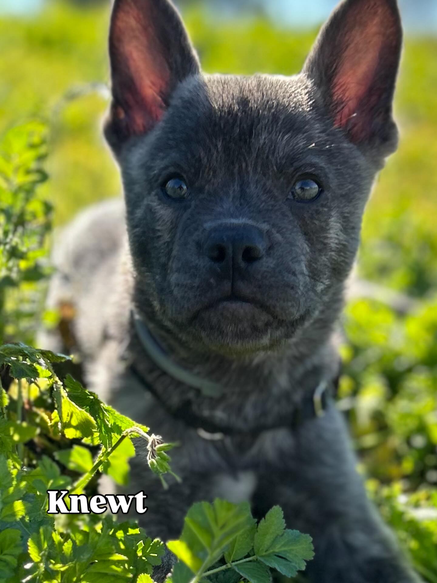 First Puppy Social @k9activityclub today for Knewt. She so enjoyed meeting so many new fur friends, many thanks to the Amazing Staff. Youโre fantastic!
#puppiesofinstagram #pupsocial #k9activityclub
