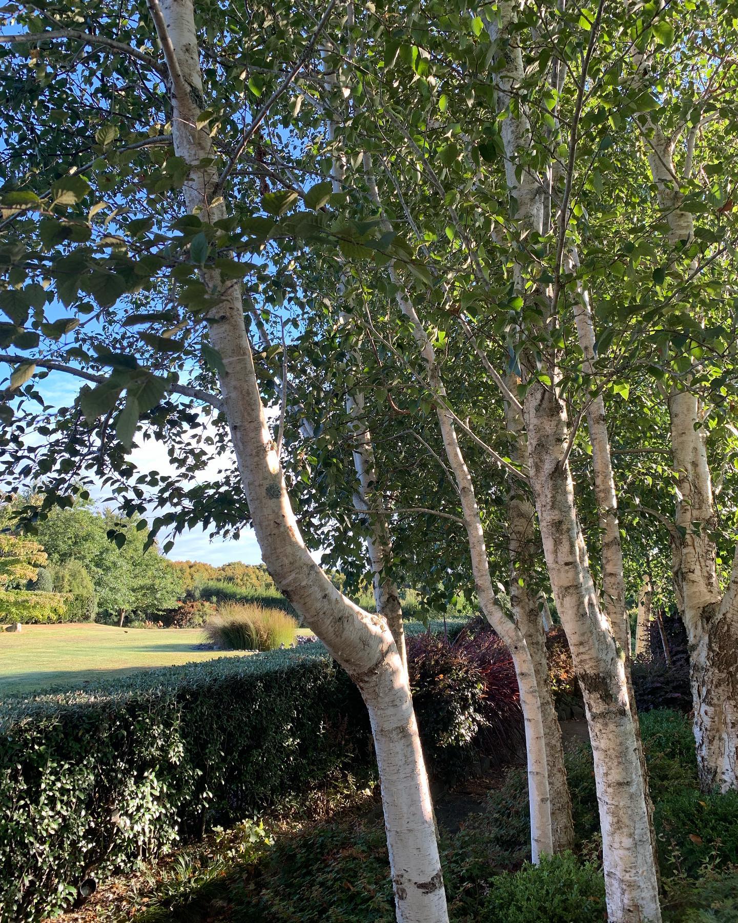 Nestled amongst the Birches is Earthforce Nursery🌳 #katikati #landscapedesign #birchtree #plantnursery
