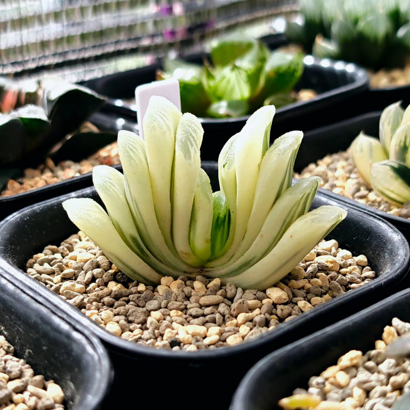 Haworthia truncata 'greenlime' reverse variegated
#haworthia #haworthiatruncata #hawothiatruncatalimegreen #haworthiareversevariegated