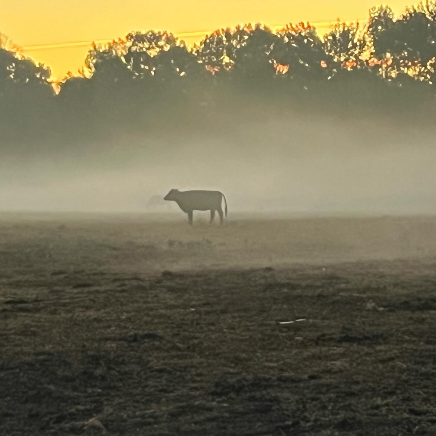 Sunrise silhouette.
#roundtreefarmgreenhouse #cows #sunrise #morning #farmlife