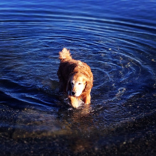 Afternoon swim at the beach...good life.
