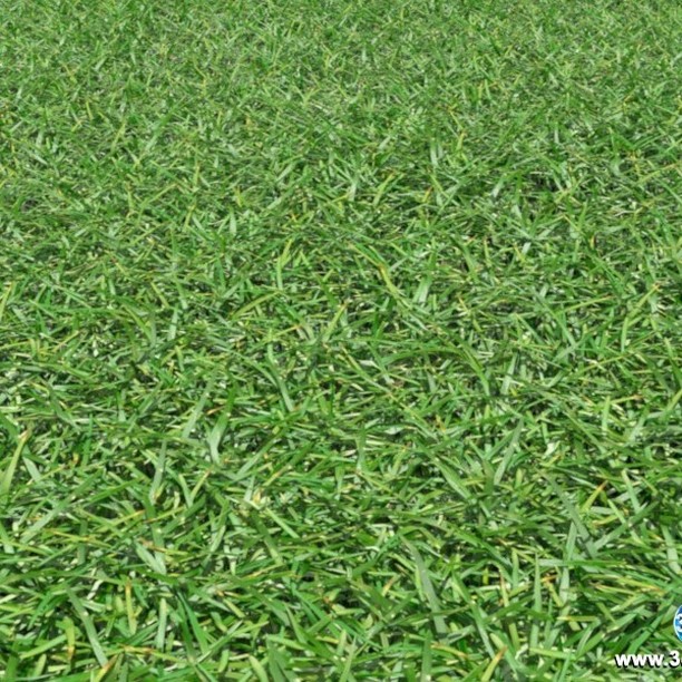 Características: Resistência à sombra, excelente densidade, resistência à seca, boa colocarão no inverno, resistência a salinidade.
Recomentado: Jardins residenciais, comerciais e industriais, Parques e Área de Lazer.
Resistência a seca: Boa.
Coloração no Inverno: Excelente.
Resistência ao Pisoteio: Baixa.