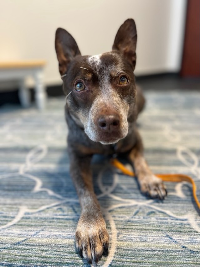 WARNING: extreme cuteness from Annie during her acupuncture. 🚨🐾🐶