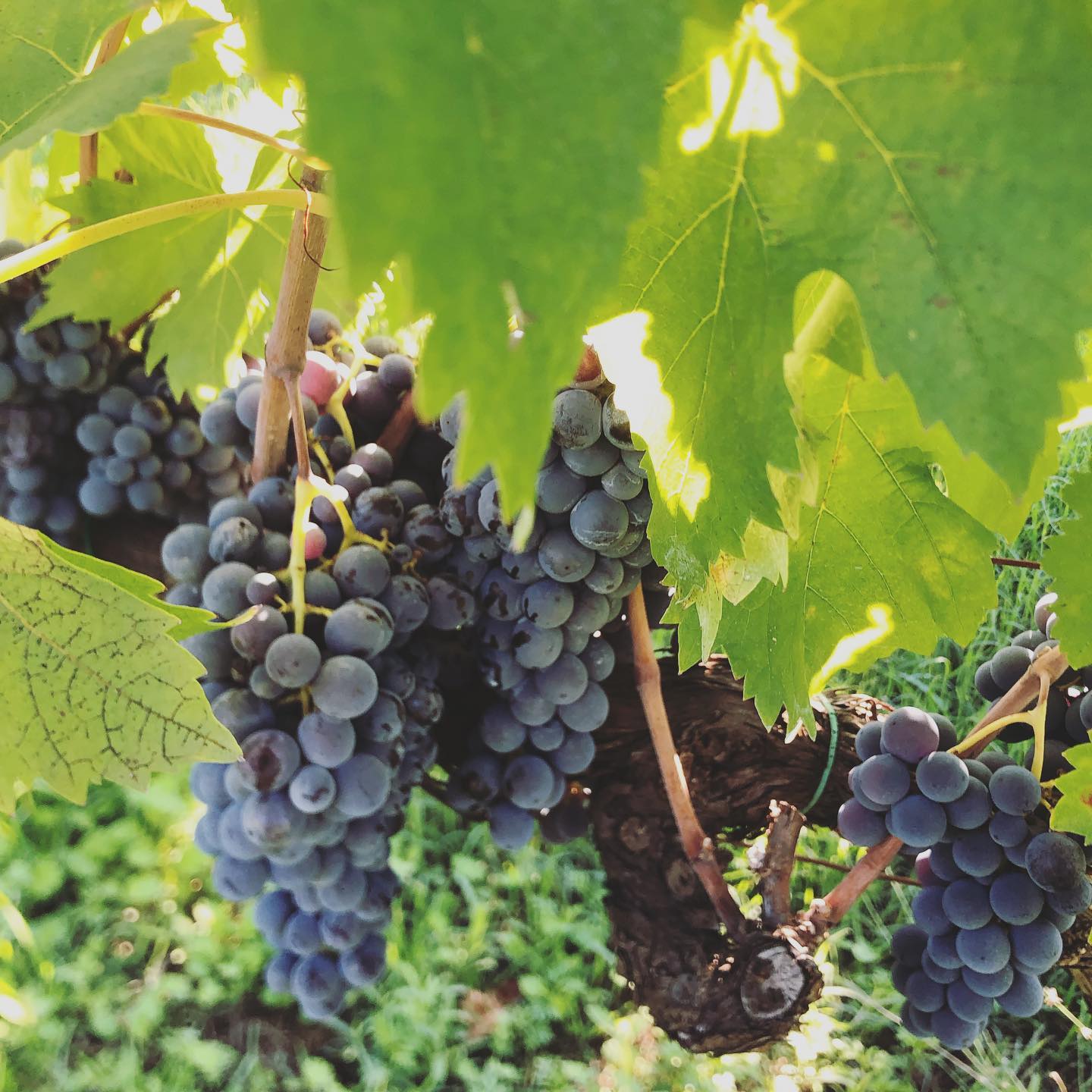#harvest2021#pochissima#eccellente #nerellomascalese #sognolavico