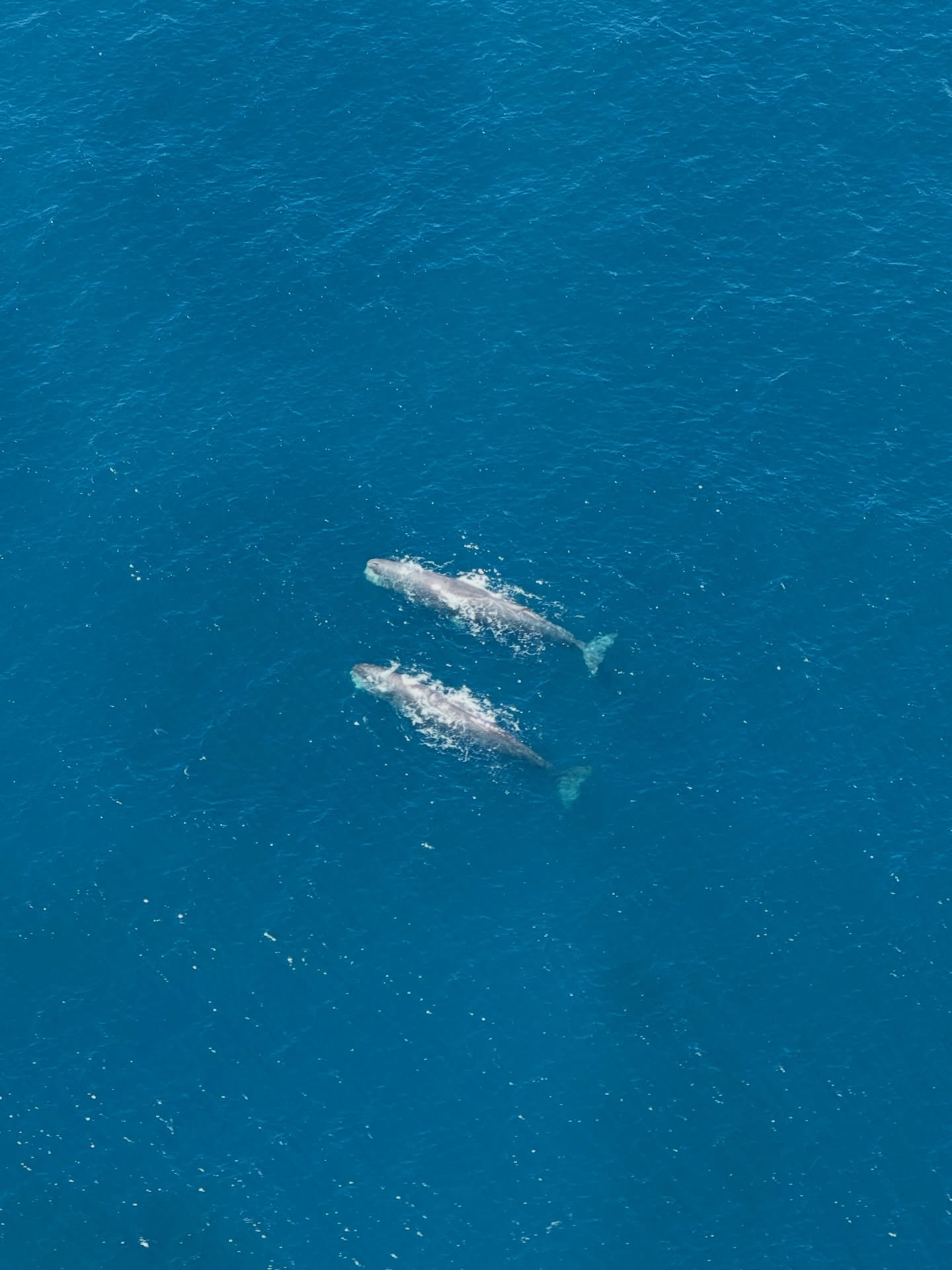 Not your average whale encounter!
Male sperm whales are usually solitary, but Aoraki & Marama have been spotted surfacing together 🐋🐋
A rare side by side moment, captured from above the spectacular Kaikōura canyon ✈️