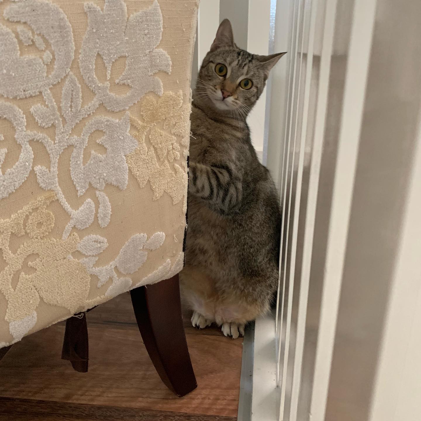 When you get busted clawing the back of the lounge chair 😆
.
.
.
#cat #catstagram #catsofinstagram #catsofbrisbane #love #cute #chasingtailsbrisbane