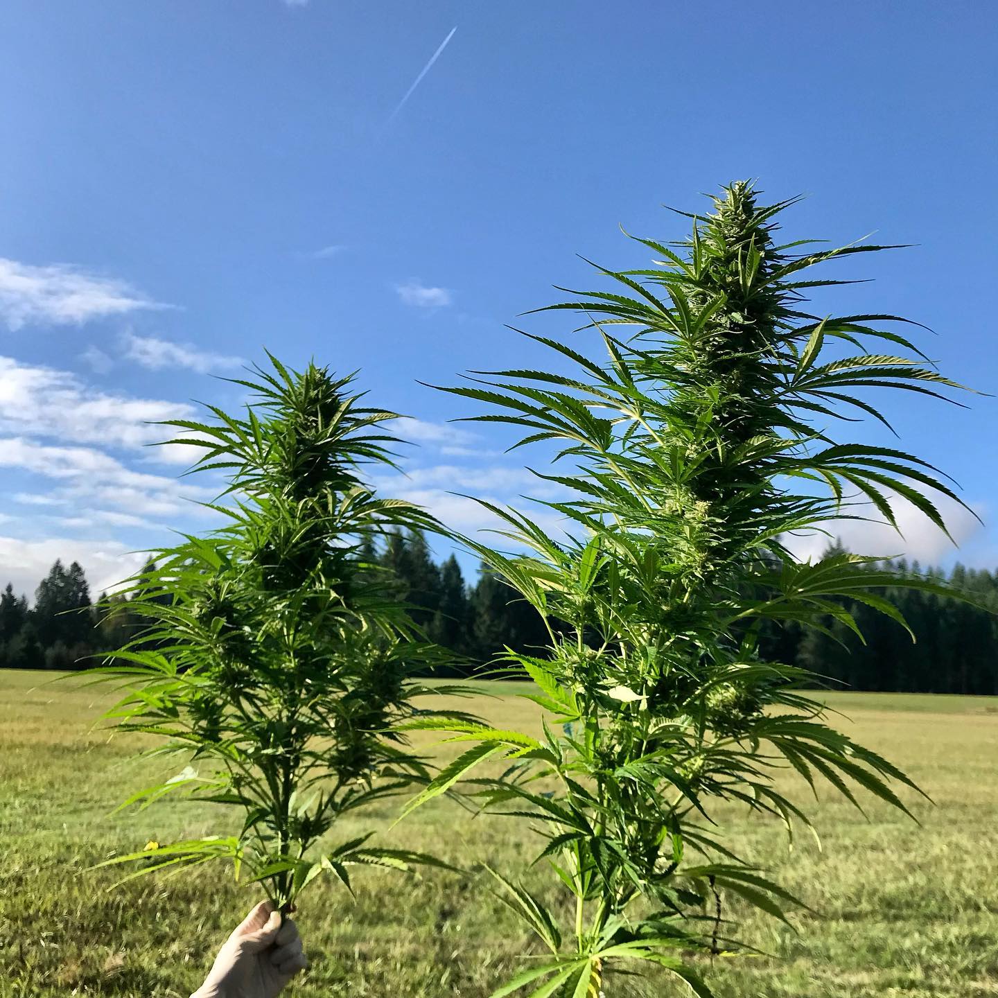 It’s still rainy and cold here at the farm, but we are looking forward to some Blue Sky in our future☀️