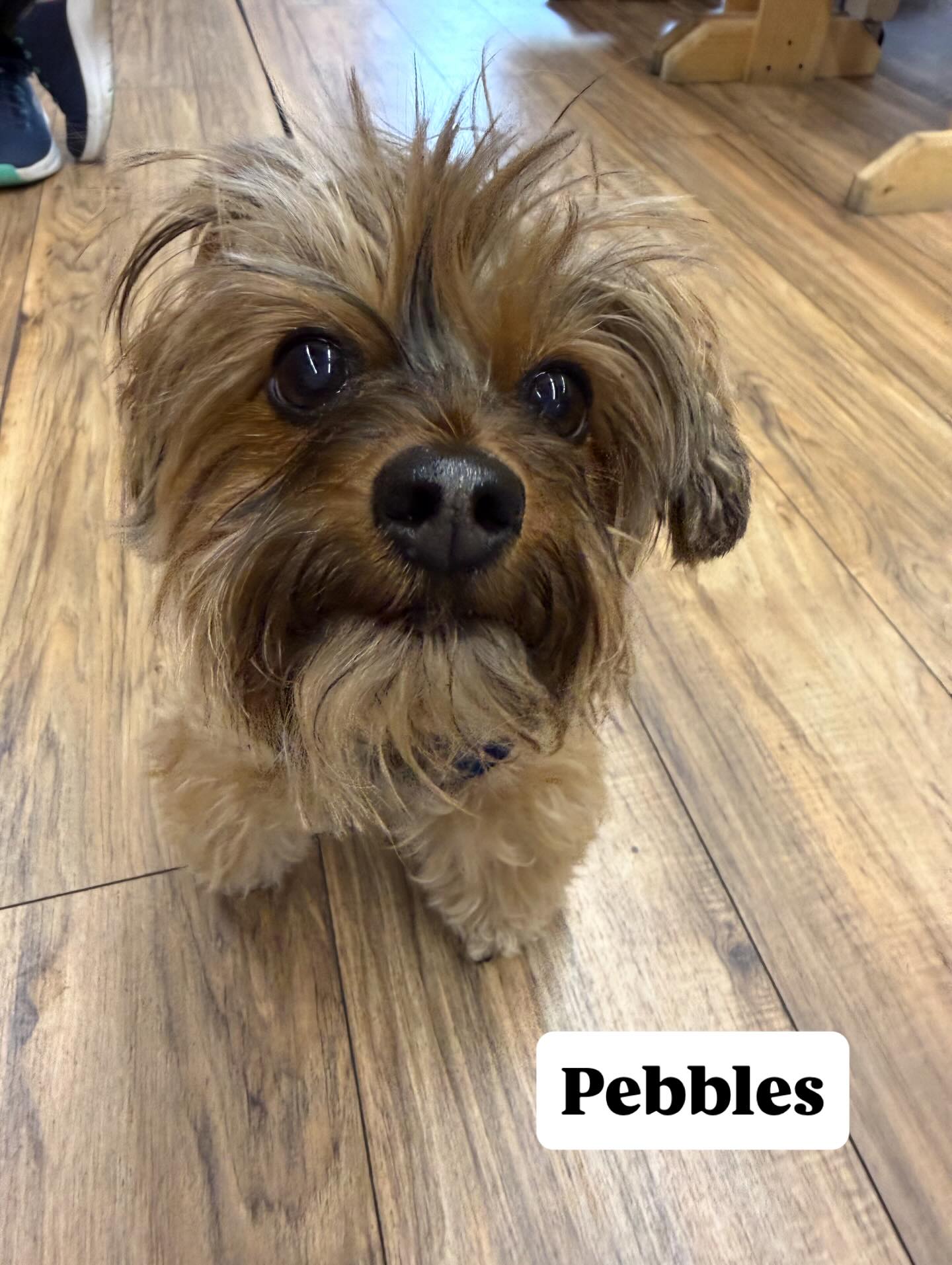 Hello from Pebbles ๐๐พ Nails done ๐
@pawsarottispetshop ๐ฅฐ
#pawspups #boops #dogsofinstagram