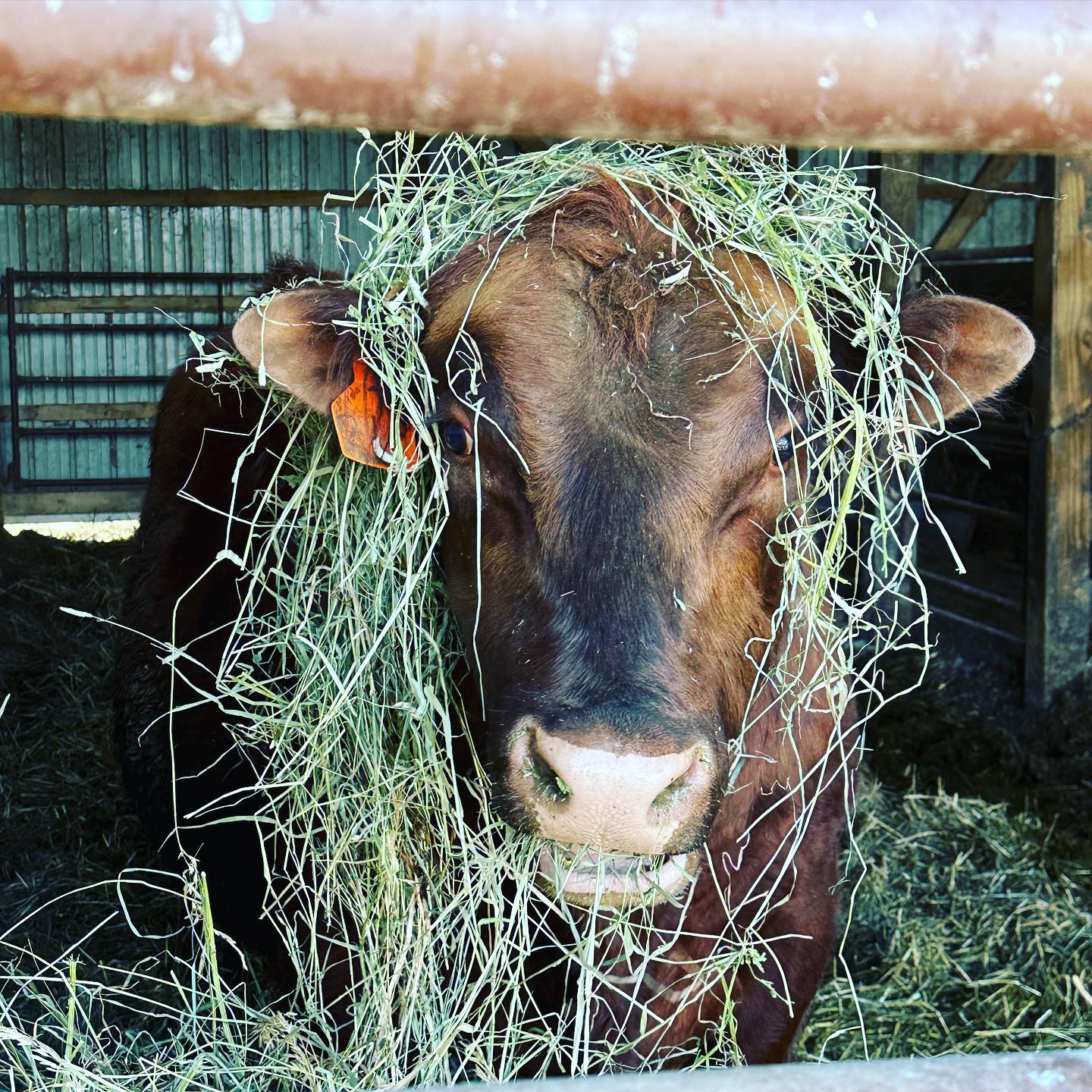 Papa Ruben decided to channel his inner lion for dinner last night!