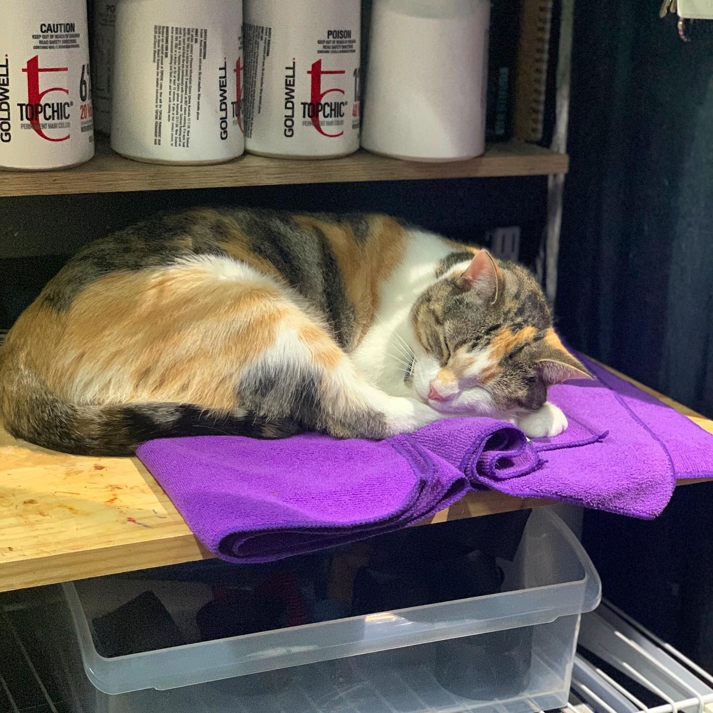She’s back and working hard too @miss_maisie_cat