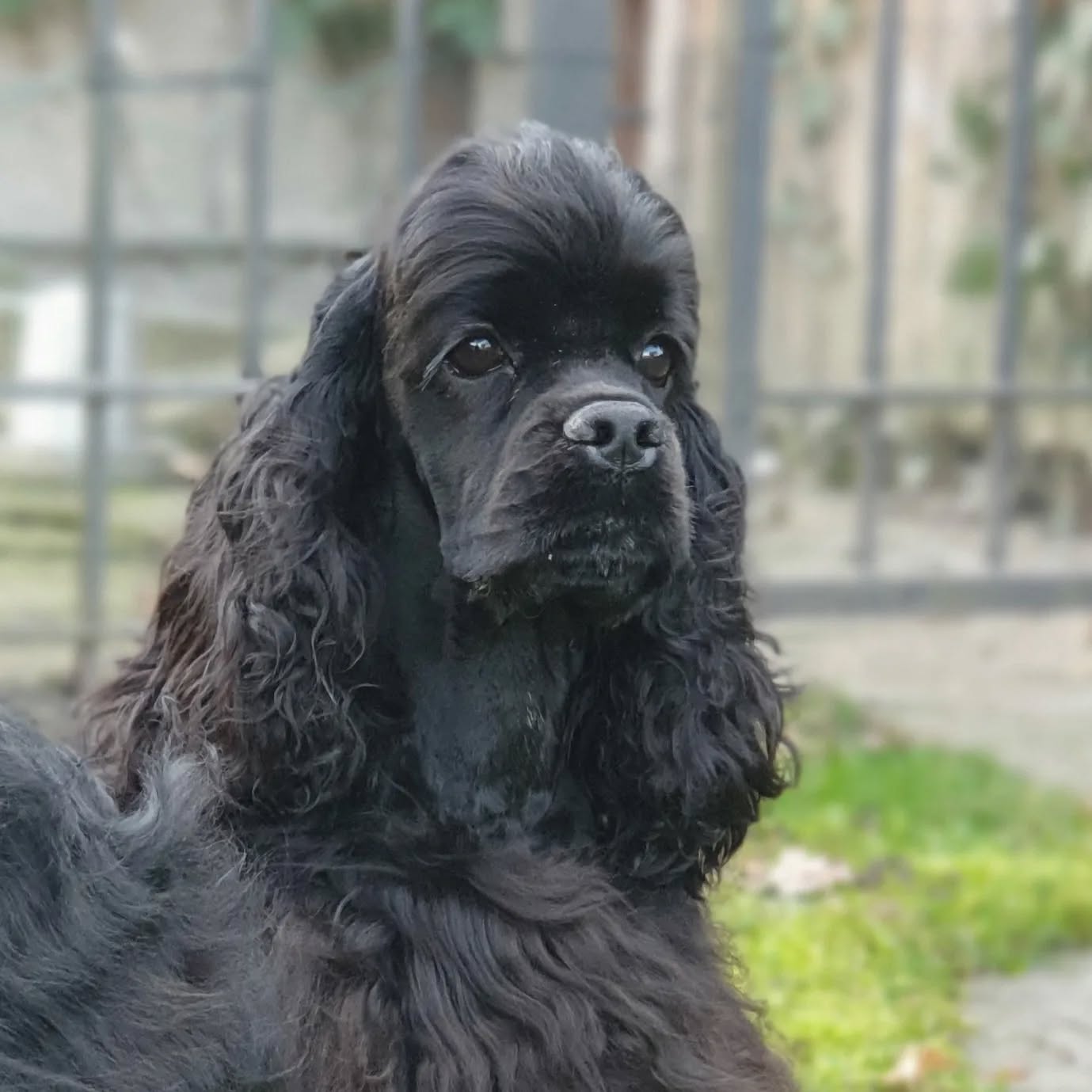 Lucy, 8 Monate alt (Dizzy Miss Lizzy v.d.Trüffeleiche) 🥰
#americancocker
#americancockerpuppy
#cockerspaniel
#cutedogs