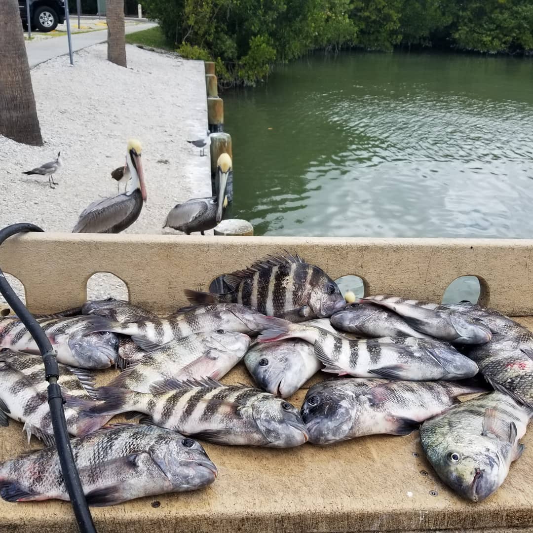 Sheepshead, they are good to eat but a pain to fillet