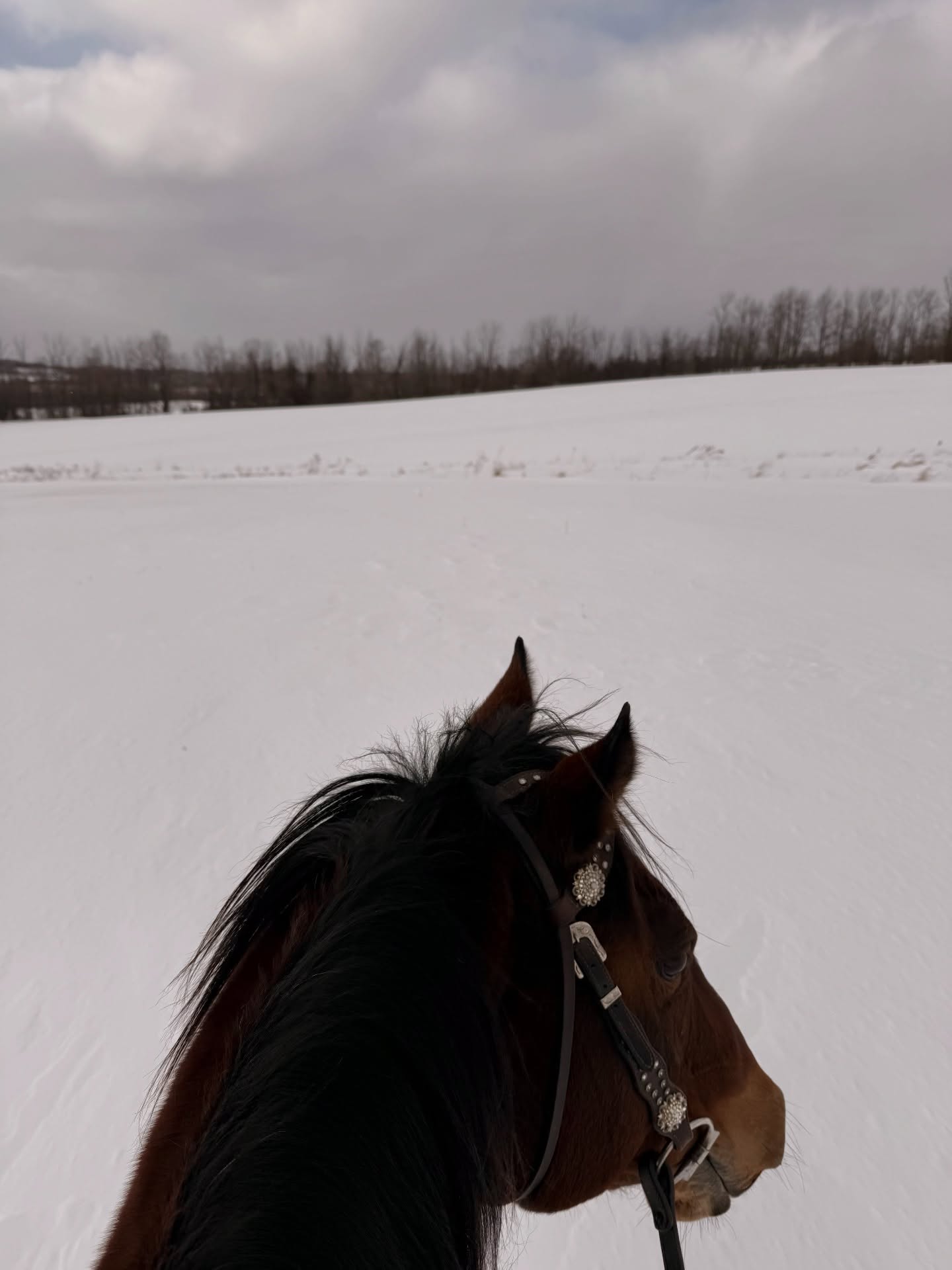 Today we said yes to winter βοΈπ¦β¨
#ontariowinter #happyhackers #winterriding #winterride #tufftherapeuticridingfoundation