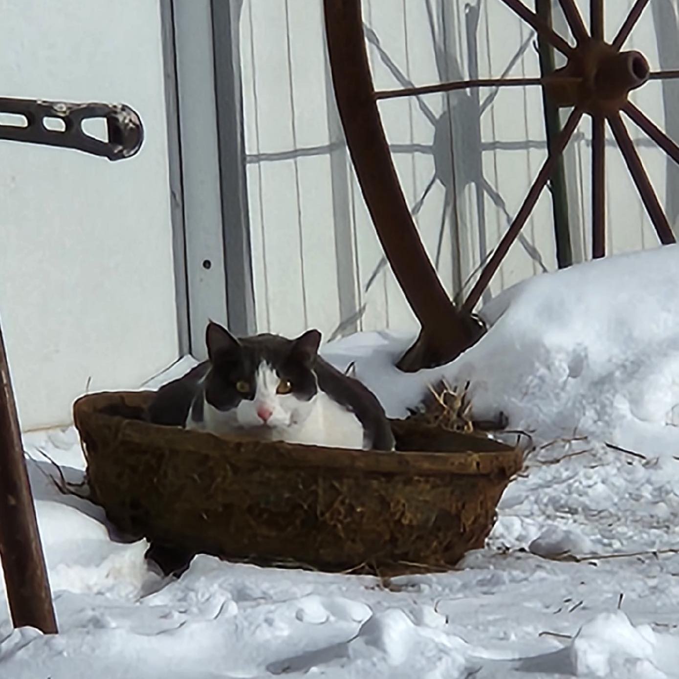 When the world is covered with snow but the sun shines, one must select the best option for enjoying it! #feedpansmakegoodseats
