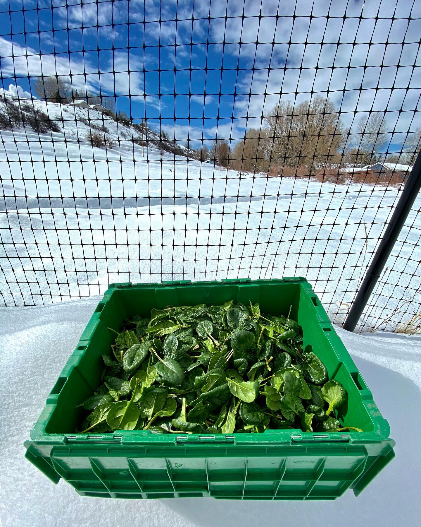 Some beautiful winter spinach headed to @aurumfoodwine tomorrow!
This is the first winter we’ve really given winter greens a go, and we’ve sure learned a lot. More didn’t work out than did, but in that failure we figured out what we need to do next season to get it all right. We’re on a quest for fresh veggies 52 weeks of the year, and we’ll actually get pretty close this season. But before we can do that we’ve got some infrastructure improvements to make, and probably a few more mistakes to learn from as well. This weekend you can find our veggies at @aurumfoodwine @laundrykitchenandcocktails @meatbar_steamboat @yampavalleykitchen @merchayden and of course the @agalliance 🌱 Not bad for February!
Still CSA spots available for all of our pickup options too! Hop on over to our website to sign up