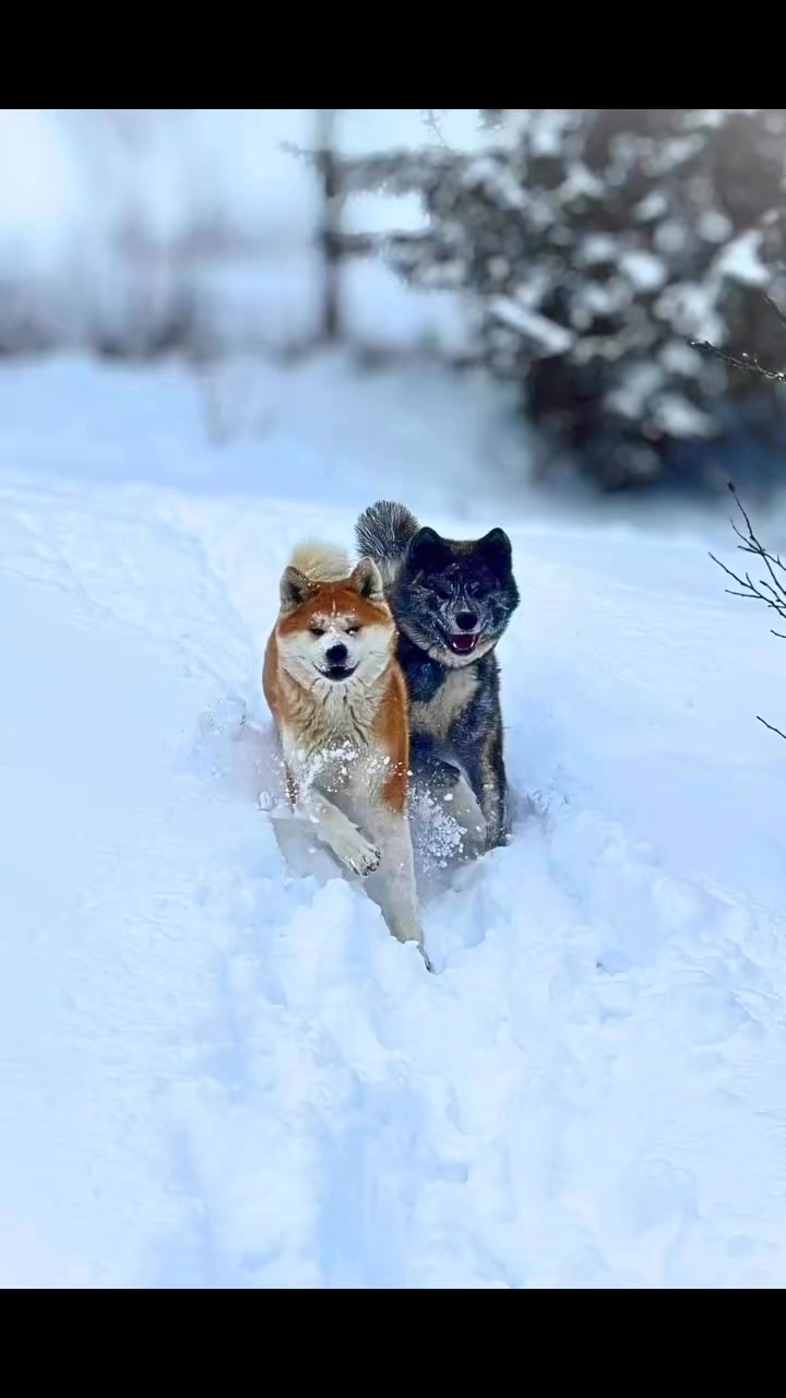Nie każdy pies potrzebuje zabawek.Nie każdy człowiek potrzebuje słów.Czasem wystarczy śnieg, cisza i ktoś, kto idzie obok ❄️🐕. #akita #akitainu #dogs #Takeshi #niedziela