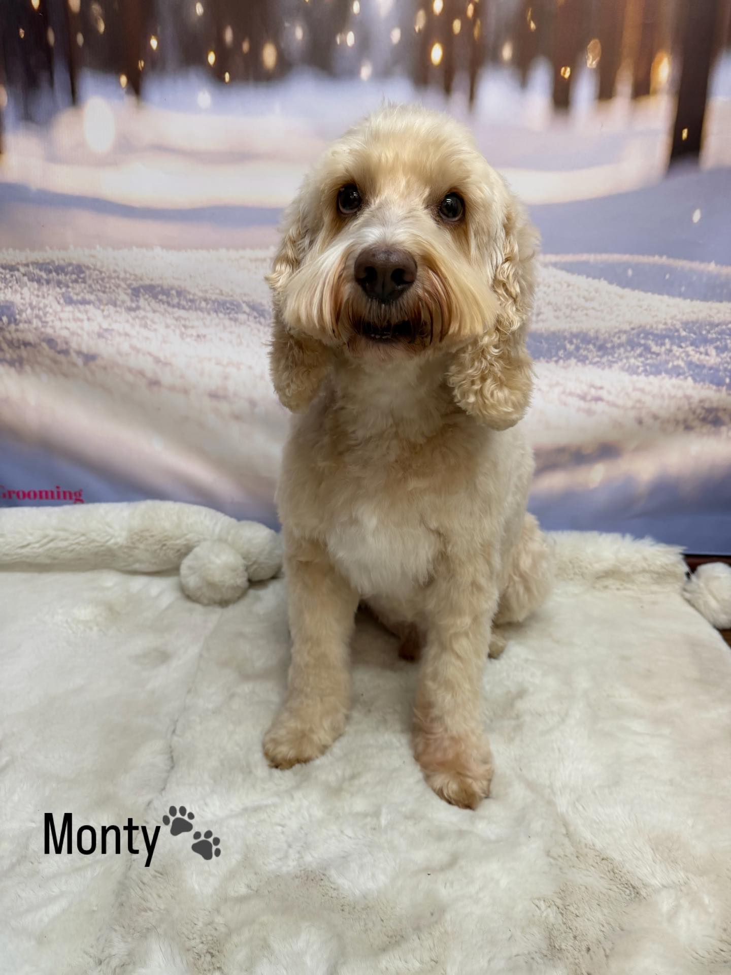 17/01/26 Monty's stealing the show on the catwalk🥰🐶🐾
#cute #doggrooming #cockerpoolove