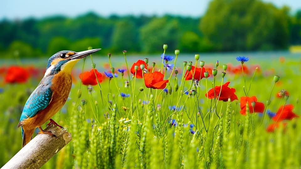 Chaque élément de l'univers a un rôle et tout s'accorde à la #perfection. Tu es parfait, tes oeuvres sont parfaites! #HommageAlEternel #Forever