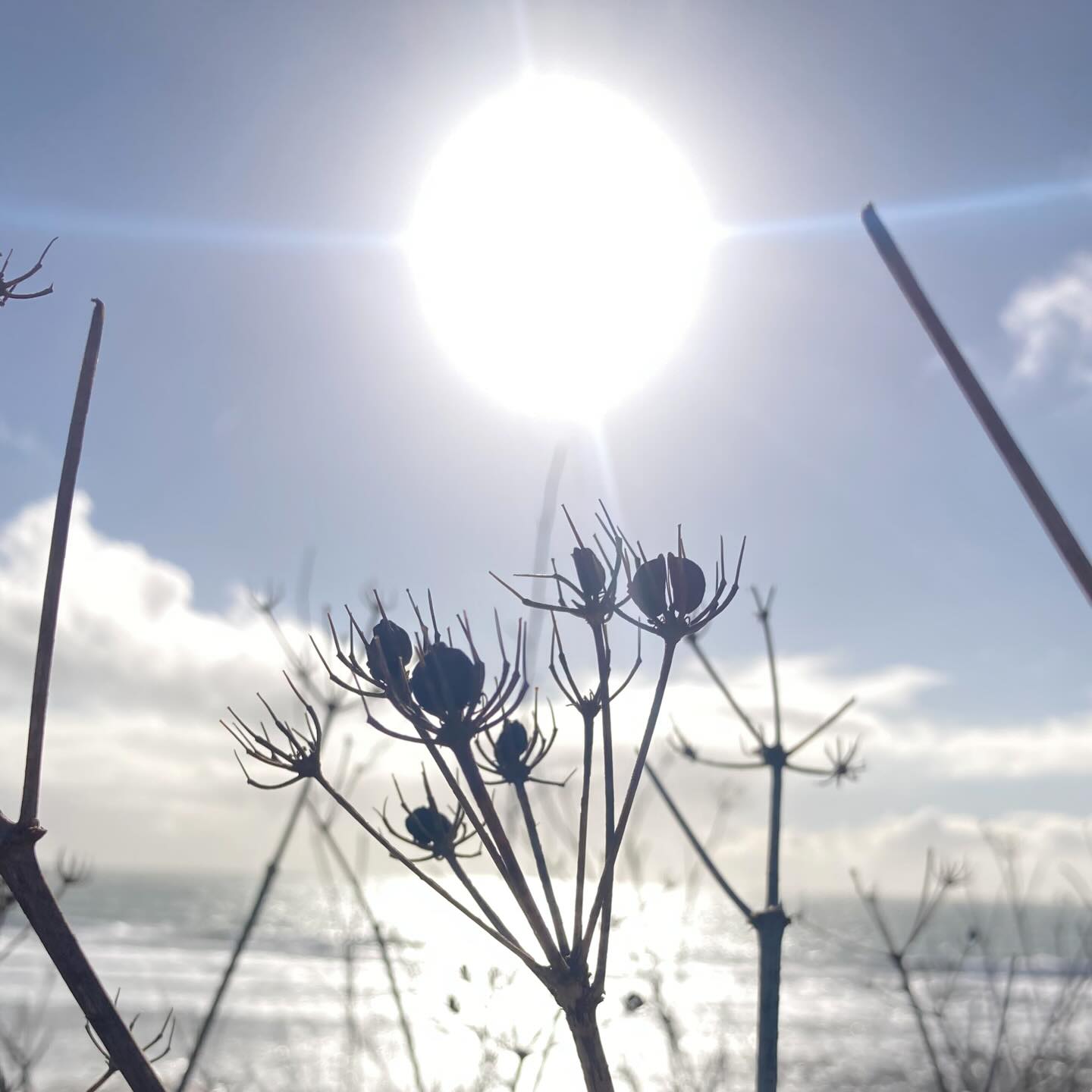 The hope of more blue skies to come… and how are there Alexander seeds still on their umbel?! Very surprising that they haven’t been blown off, especially as this plant was right on the cliff!
I’ve been busy experimenting with foraged flavours in the kitchen. I’ll show you what I’ve been up to soon.
Have you been out foraging recently?
#foraging #forager #cornwall #wildfood #coast