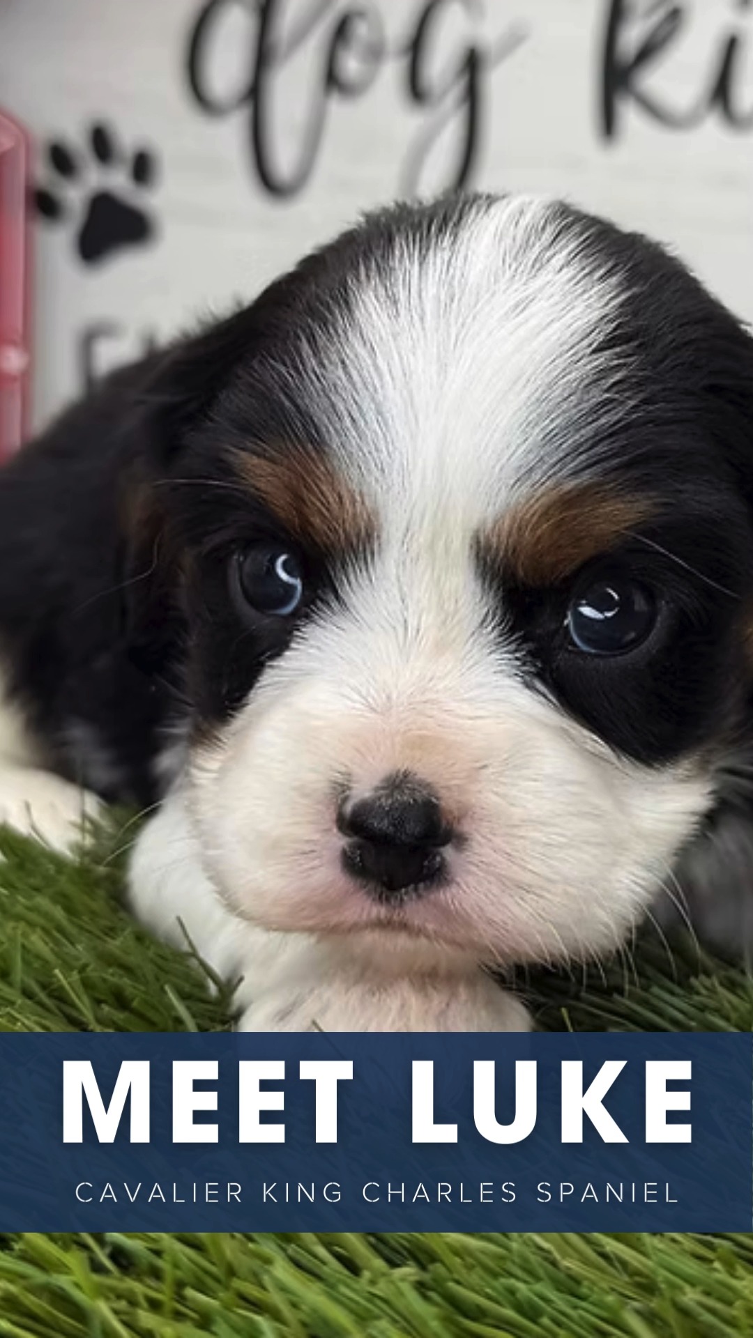 Luke is full of playful energy, happy wiggles, and that classic Cavalier charm. learn more about luke ➡️ https://www.prestigepets.net/product-page/luke-cavalier #cavalierkingcharlesspaniel