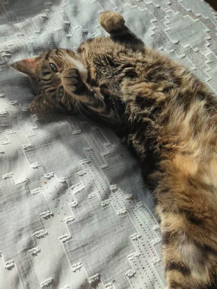 Happy Gotcha Day, Suki!
Suki is one of many staff animals here at Viva Pets. 💜
She went home with Briana, the store owner, on February 15th, 2021. She was one of the foster cats at the store, we were her foster home for @gearsociety .
She came to us with an autoimmune disease, Stomatitis, which resulted in very sore gums, root damage, wounds in and around her mouth and some rough smelling breath. She had had many teeth removed prior to coming into foster care and she was on a steroid to help suppress her immune system, as it was attacking the plaque and any bacteria in her mouth.
The choice to have all of her teeth removed was not taken lightly. The plan was to first have all of her teeth cleaned, but when she was under anesthesia, the vet said none of the teeth could be saved. She had a full mouth extraction done the summer of 2021 and to be totally honest, she's been her happiest self ever since! Healthier, more confident, not in pain; her personality came out in full force after the surgery.
We will always advocate for making holistic choices for your pets to try and help with chronic conditions but sometimes, the more "extreme" treatment plans are really the best option and they can save your animal years of suffering.
Bringing Suki into our house was the best choice we ever made. Remember, #adoptdontshop !
www.vivapets.ca