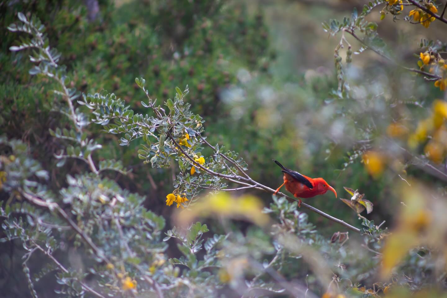 My review of the Hosmer Grove trail in #Haleakala #NationalPark is up on the blog now! It’s a beautiful little trail that’s easy and family friendly. Lots of birds and plant life (both native and non-native). Link in bio!
#hiking #blog #blogpost