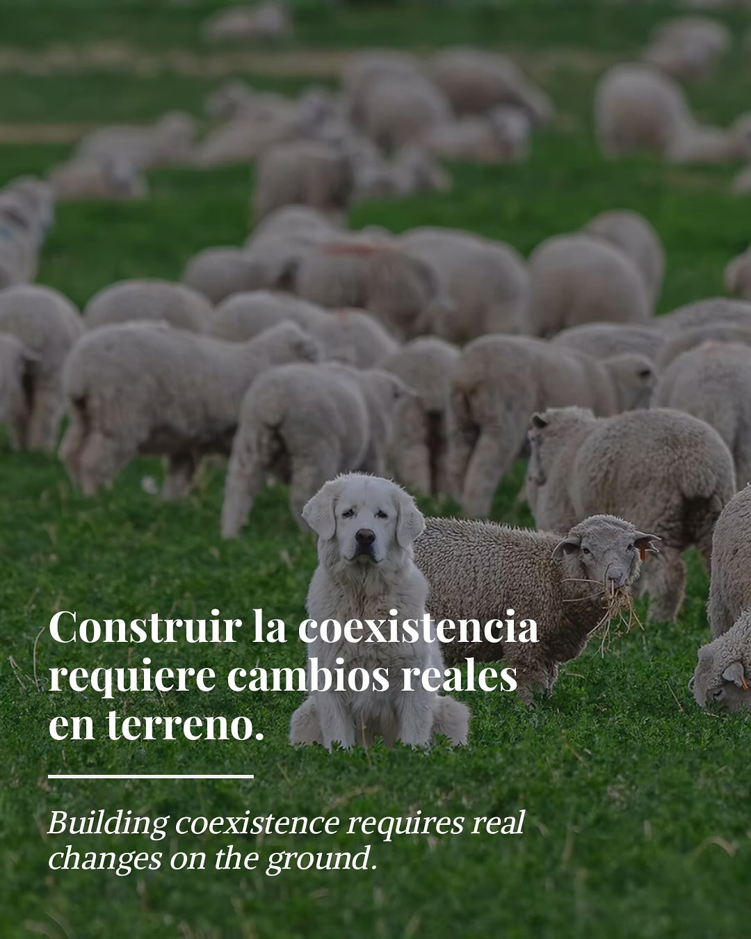 Construir la coexistencia requiere cambios reales en terreno 🌿
En Fundación Cerro Guido Conservación trabajamos donde ocurren los desafíos: en el campo, junto a la fauna silvestre 🐆 y la ganadería 🐑. Implementamos medidas concretas, monitoreamos el territorio 📍 y ajustamos prácticas en función de la evidencia científica 🔬.
La coexistencia no es un discurso.
Es trabajo diario, decisiones informadas y compromiso a largo plazo ⏳.
Porque conservar no es separar, es aprender a convivir.
-
Building coexistence requires real changes on the ground 🌿
At Fundación Cerro Guido Conservación, we work where challenges actually happen: in the field, alongside wildlife 🐆 and ranching 🐑. We implement concrete measures, monitor the territory 📍, and adapt practices based on scientific evidence 🔬.
Coexistence is not a slogan.
It is daily work, informed decisions, and long-term commitment ⏳.
Conservation is not about separation — it’s about learning to live together.
#Coexistencia #Conservación #Patagonia #TrabajoEnTerreno #CerroGuido