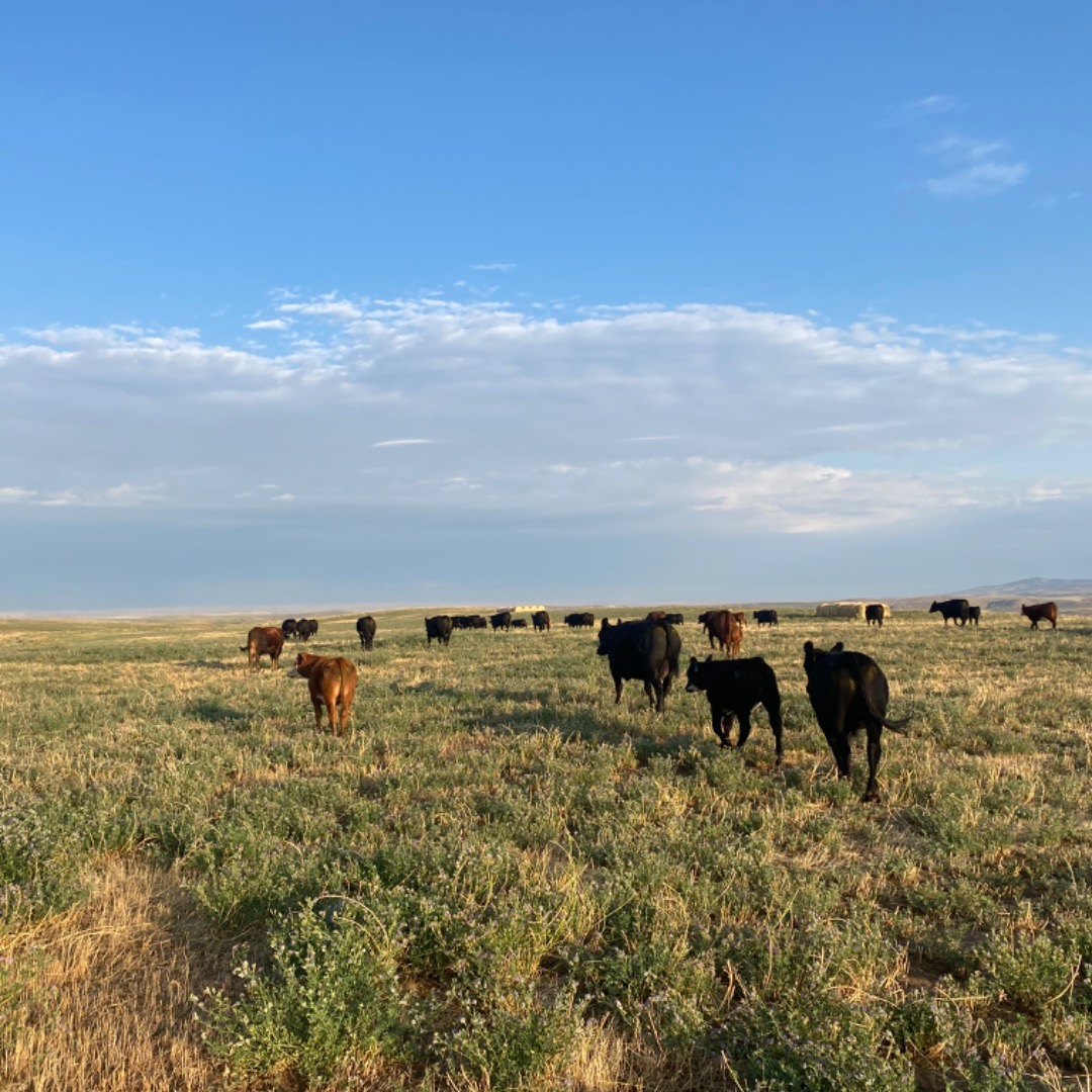 Just taking the cattle for walk… i wish this year cattle got little Dora the Explore in them.