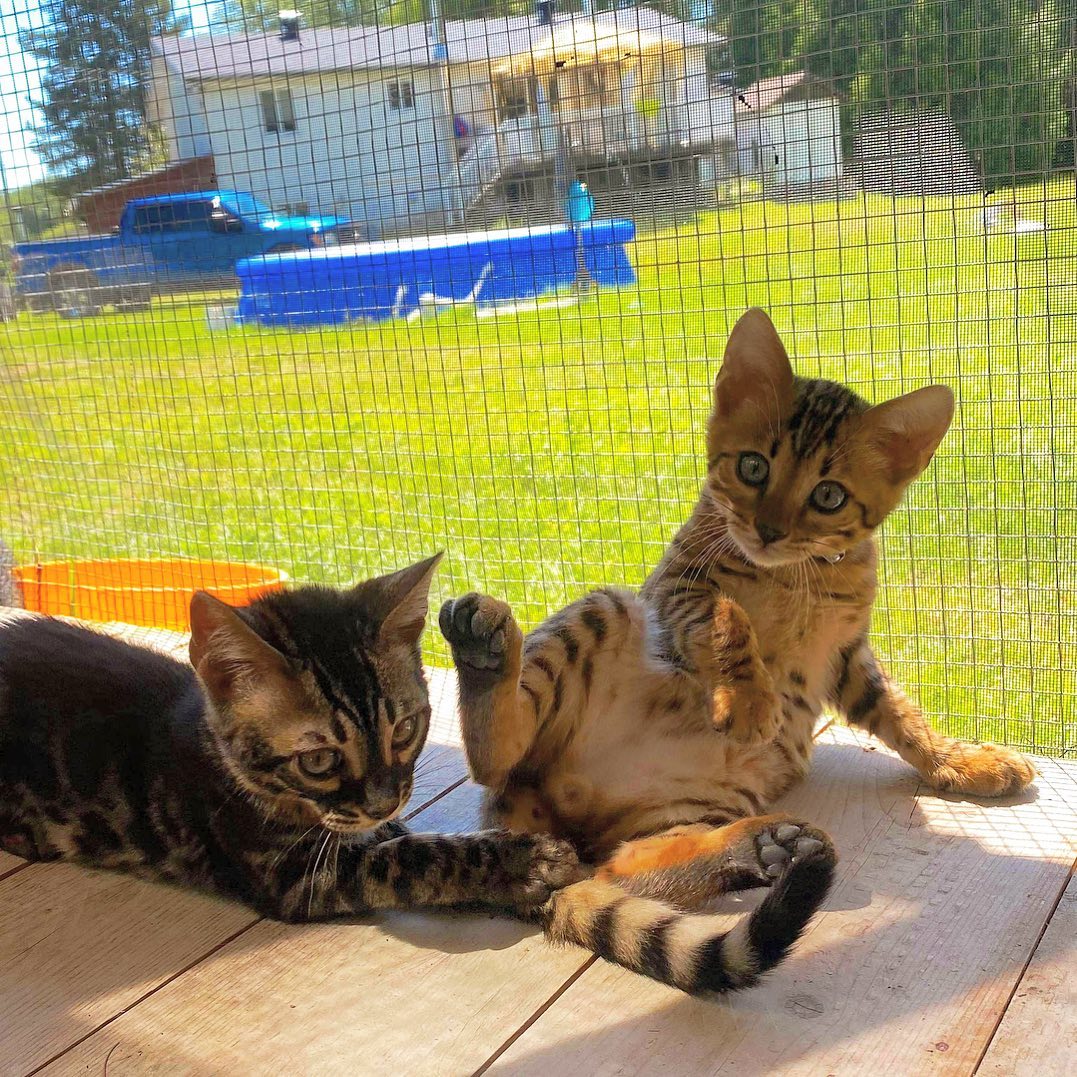 Grosse séance de bronzage ici 😂🐱😎☀️#leranchdubengal #catoftheday#cat#lovekitten#passionchat#chatondamours#cute#kitten#life#bengalcharcoal#bengalcatworld#kittenadoption#cutecats#love