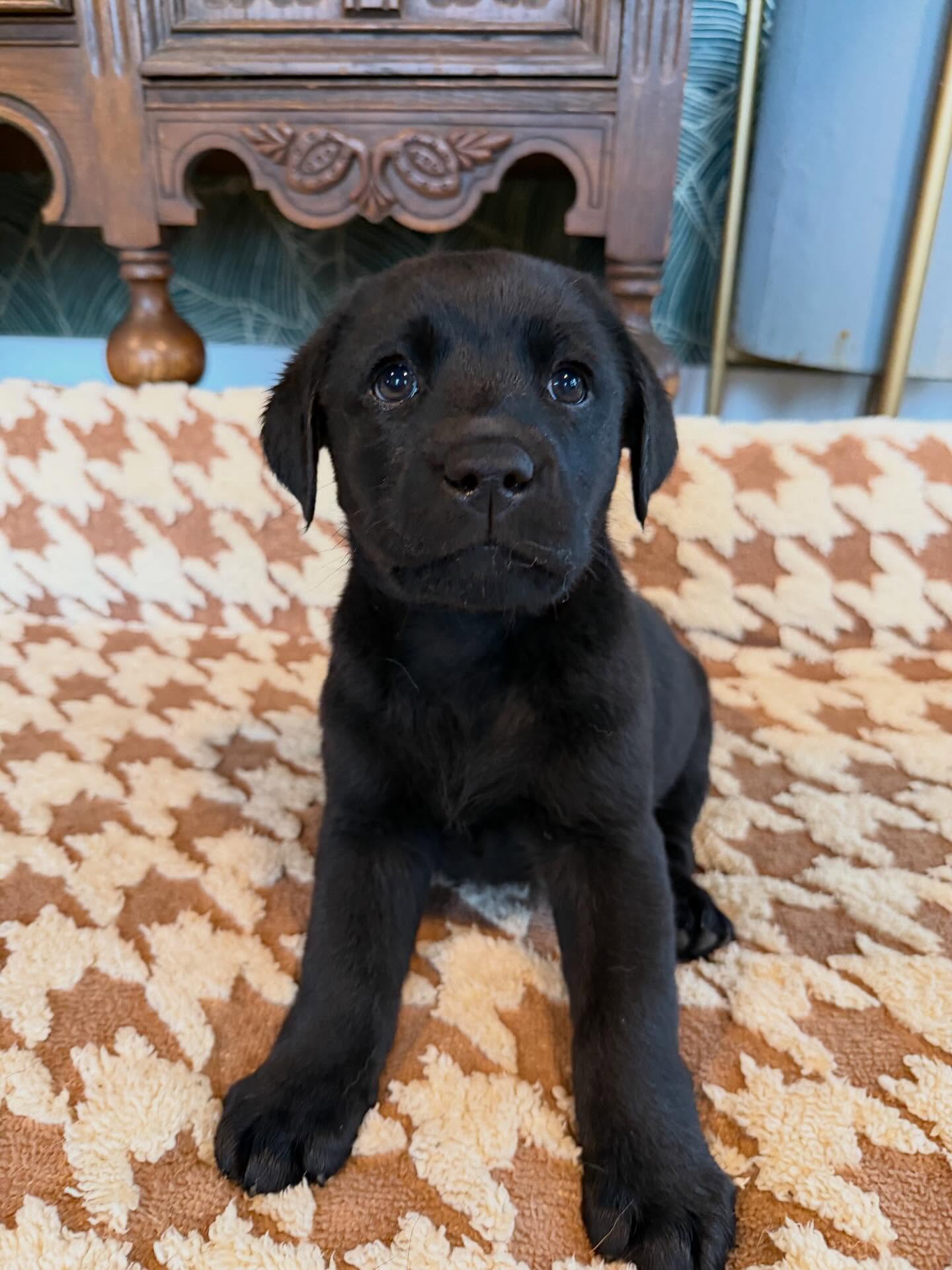 This little guy is available.
He is 8 weeks old today and can go to his new 🏡 this weekend. He is a happy, sweet little guy. I expect him to be on the smaller side.
PM for more details.
.
.
.
.
.
.
.
#blacklabpuppy #labradorretriever